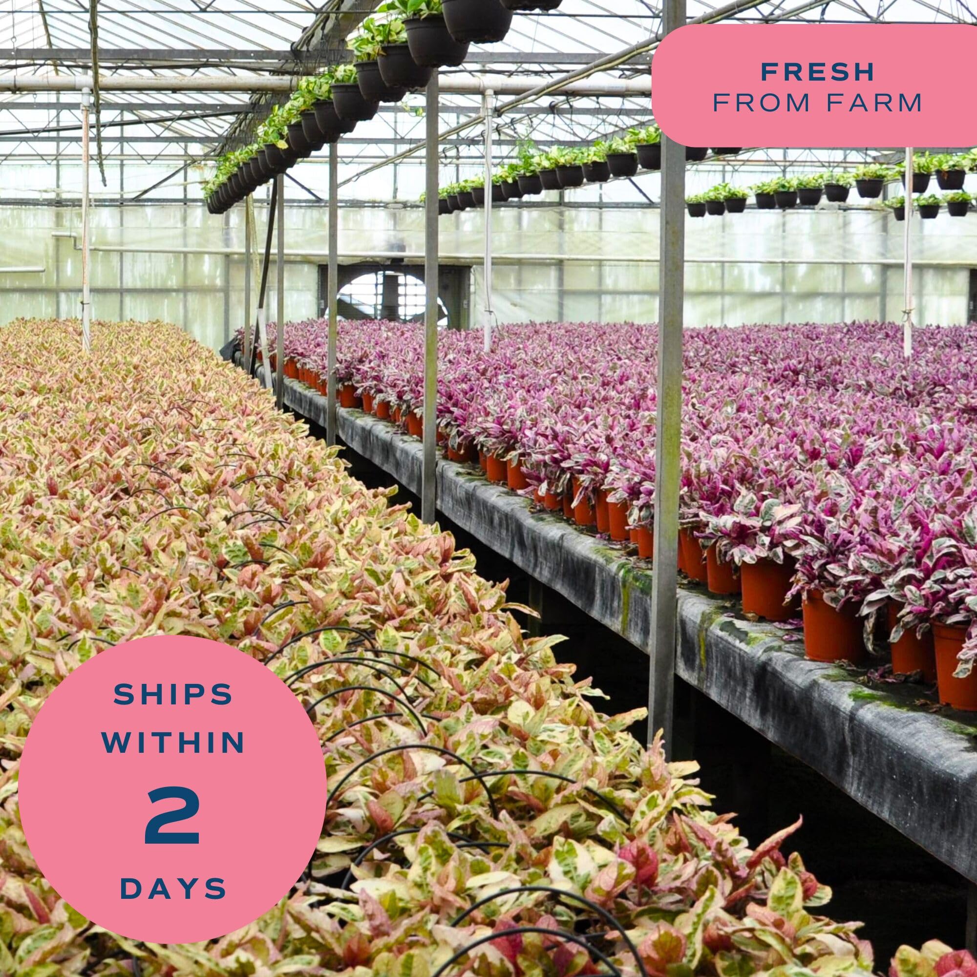 Overall view of Costa Farms Chinese Evergreen in home decor