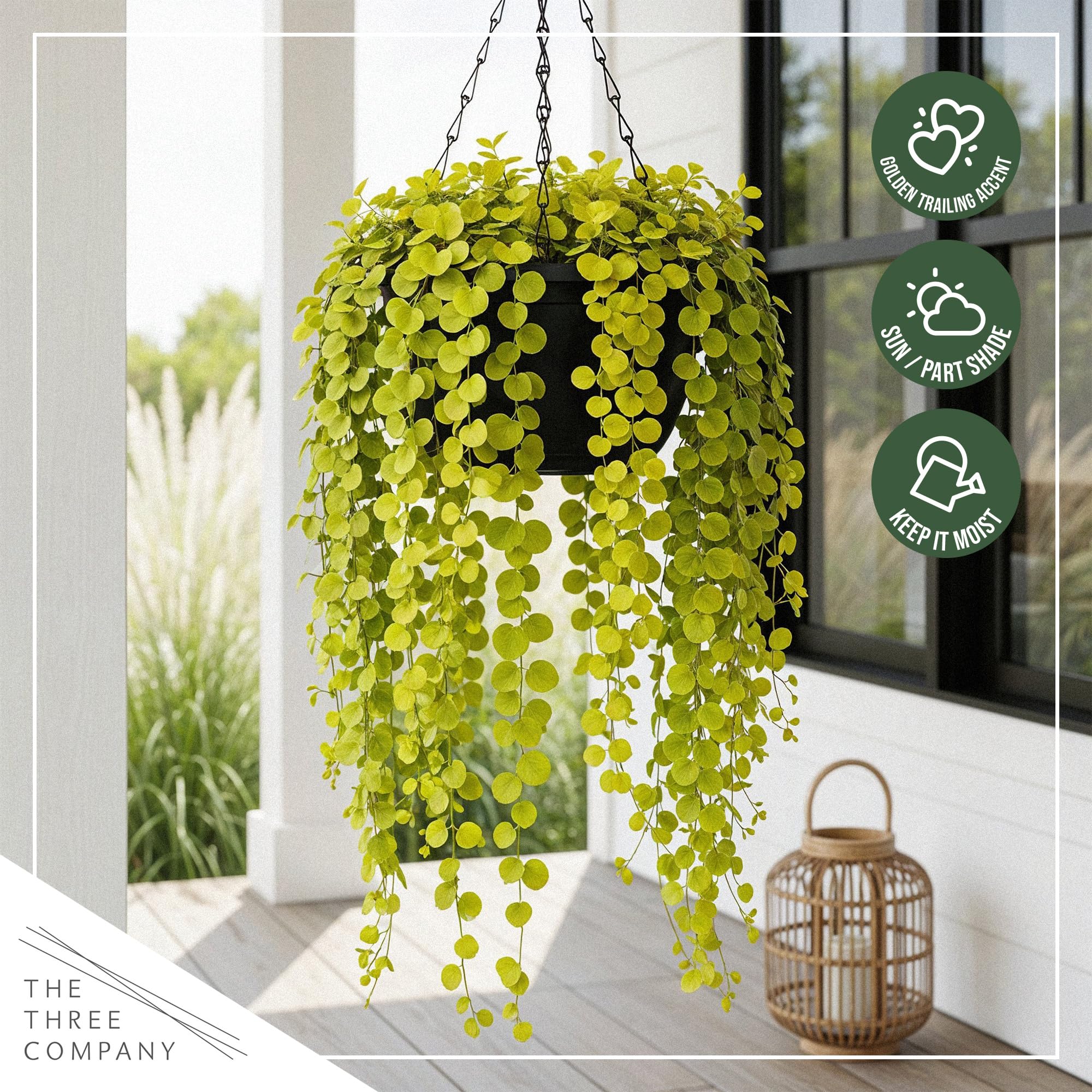 Overview of Creeping Jenny plants in a garden landscape
