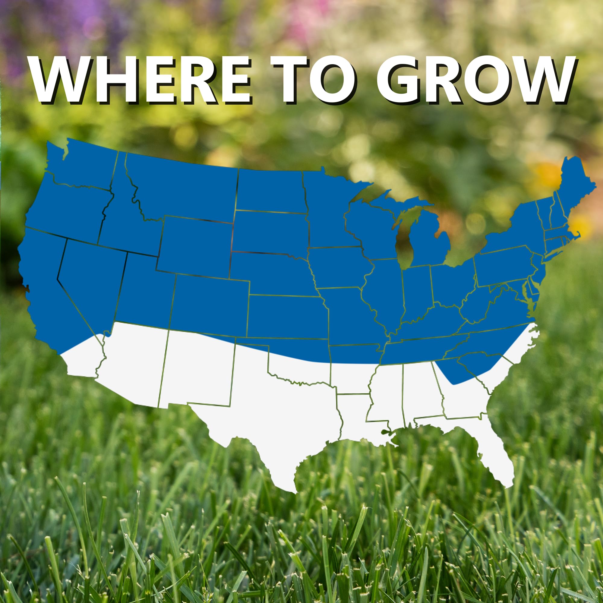 Overview of grass seed germination process