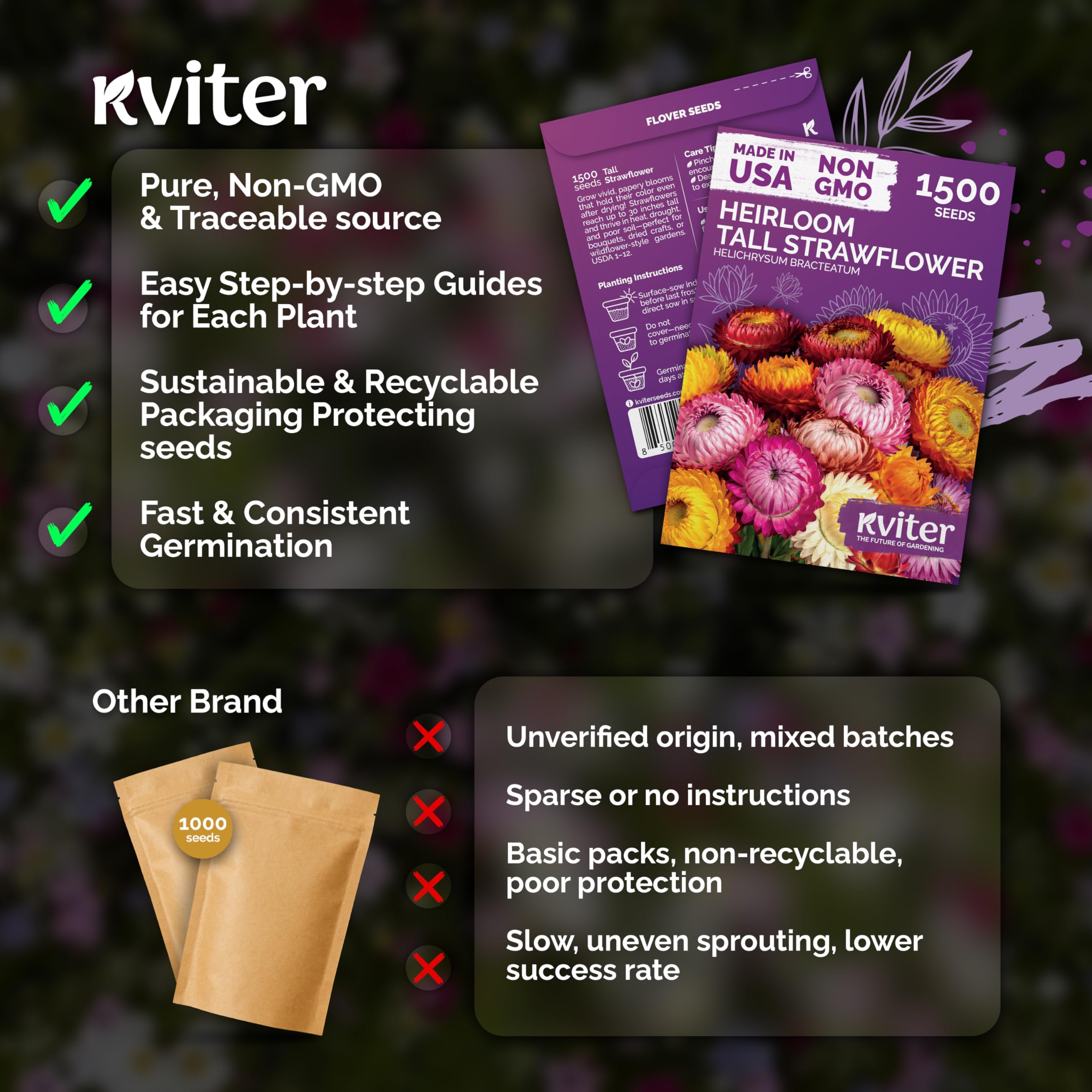 Overview of KVITER strawflowers blooming in a garden