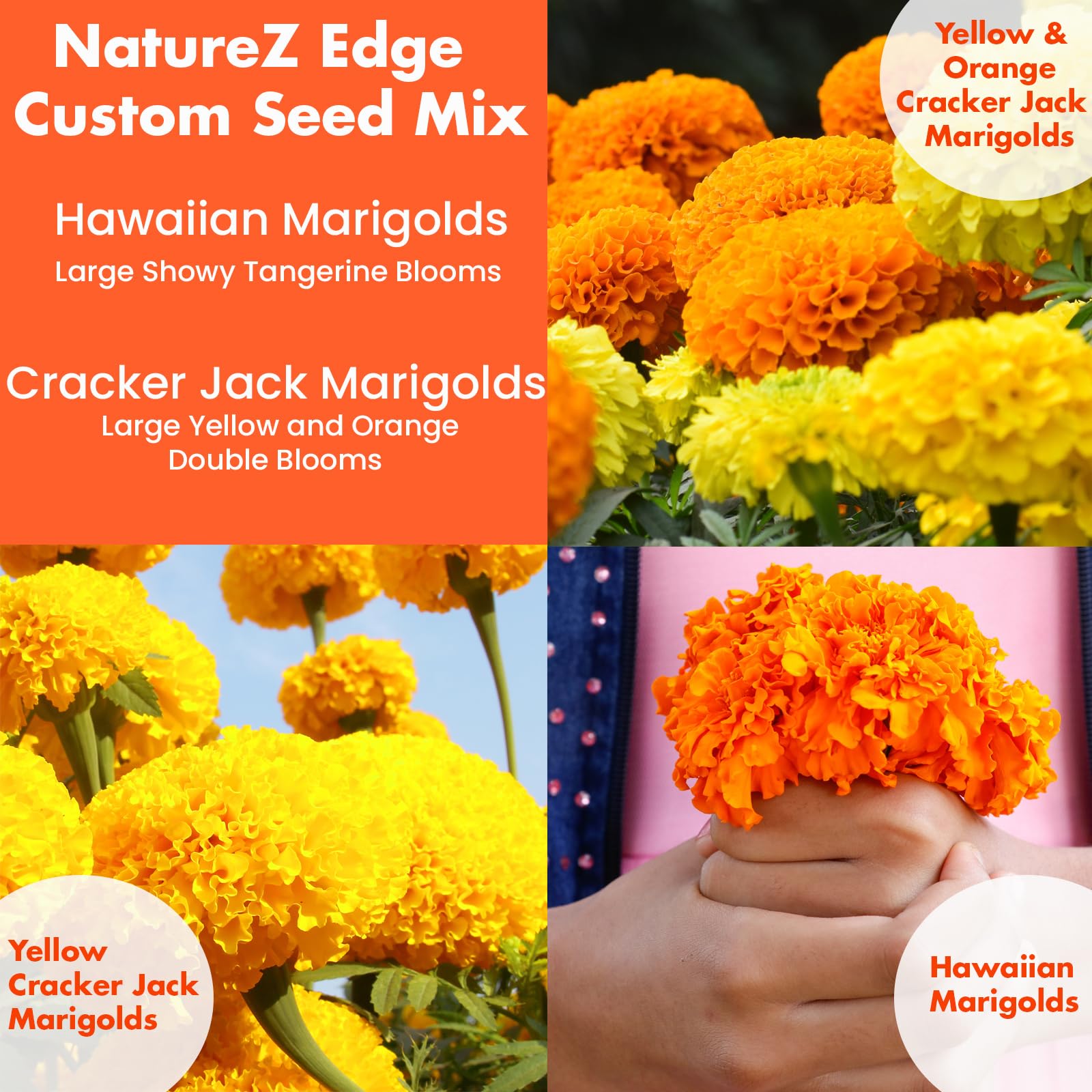 Overview of marigold plants growing in a flower bed