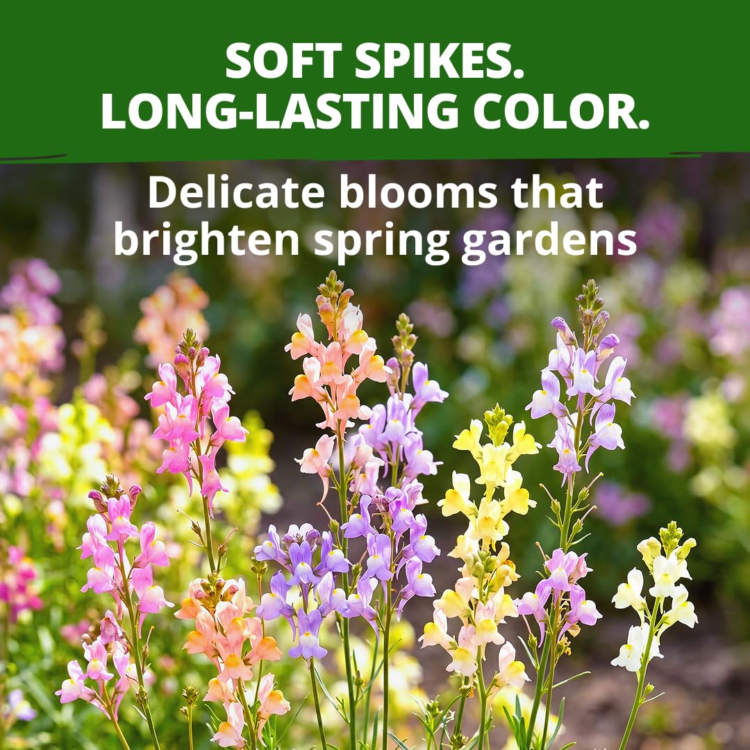 Overview of Snapdragon flowers blooming