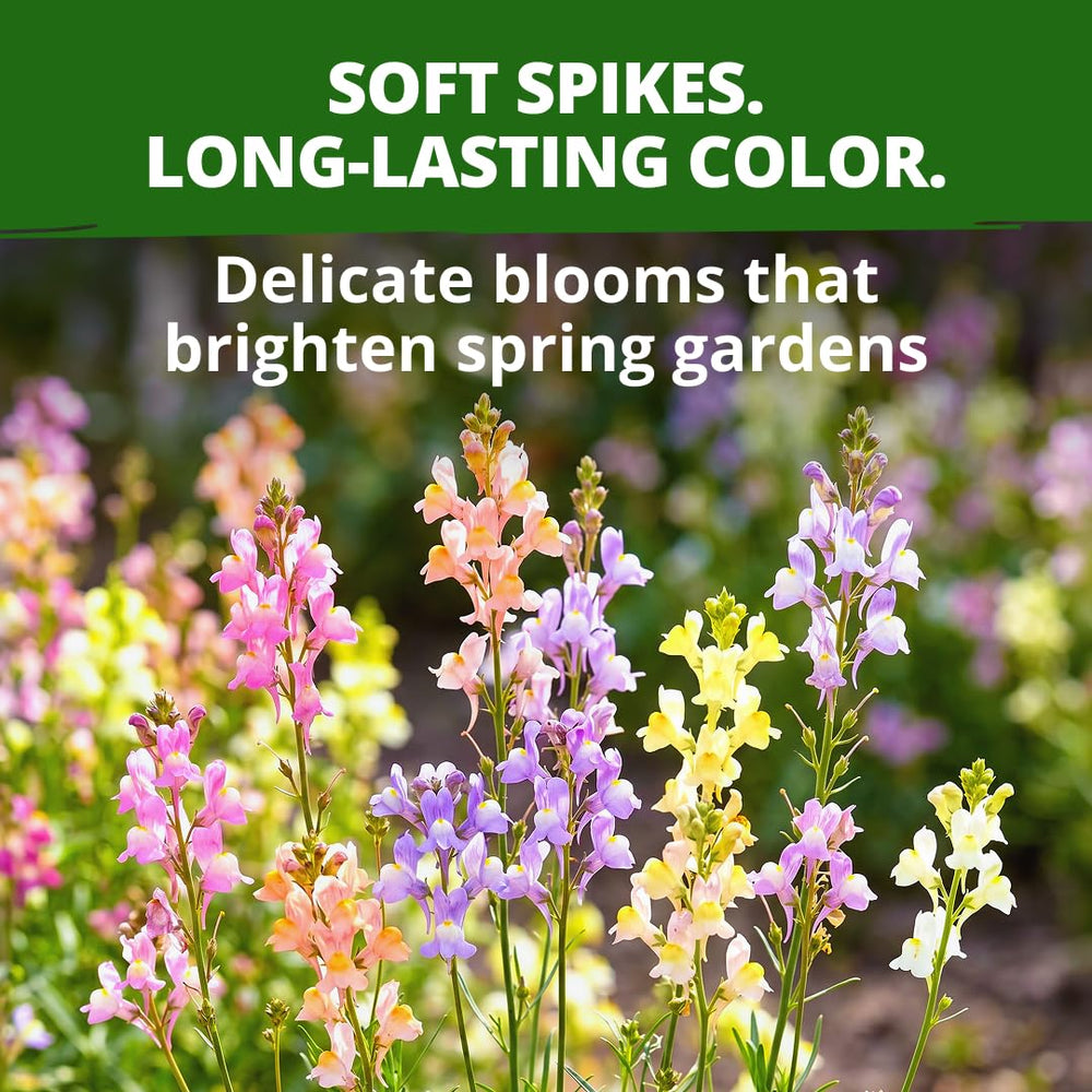 Overview of Snapdragon flowers blooming
