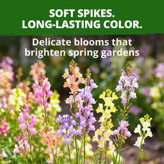 Overview of Snapdragon flowers blooming