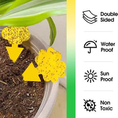 Pack of 100 Cleanuper Gnat Killer Sticky Traps displayed