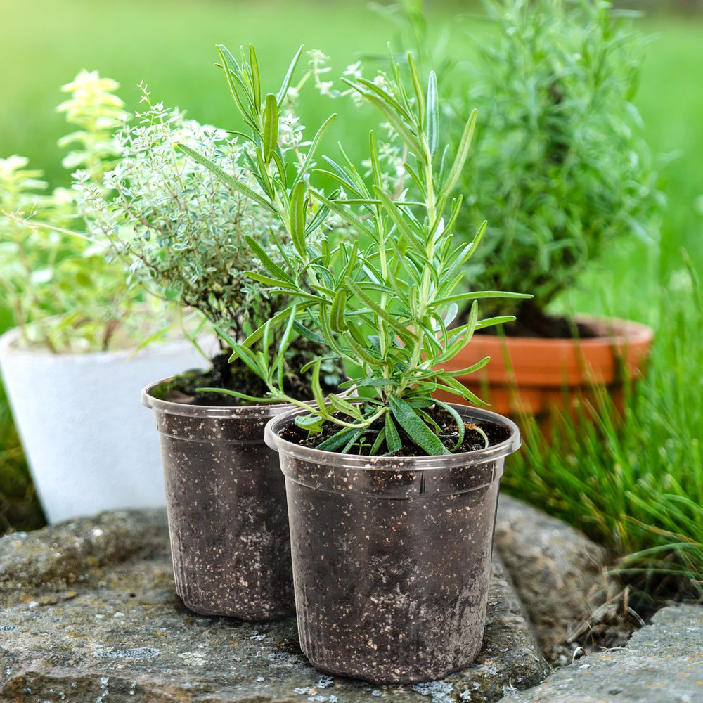 Pack of 30 Bluepro nursery pots displayed