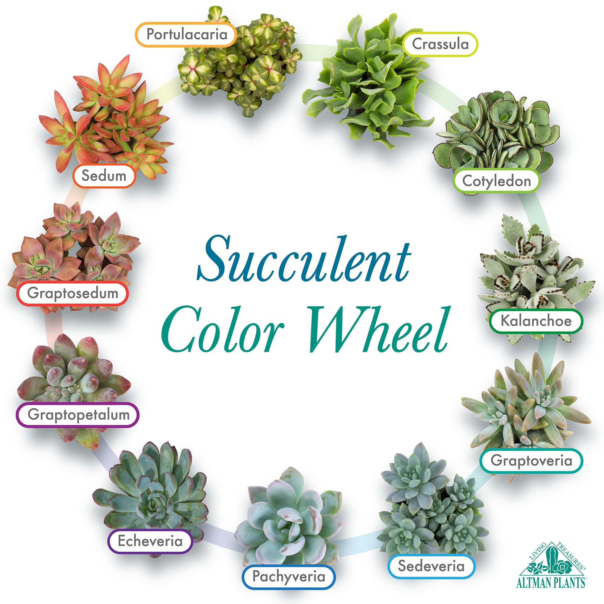 Pack of 50 assorted succulents by Altman Plants