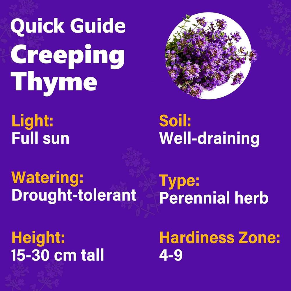 Pack of Carpet Creeping creeping thyme seeds with dimensions