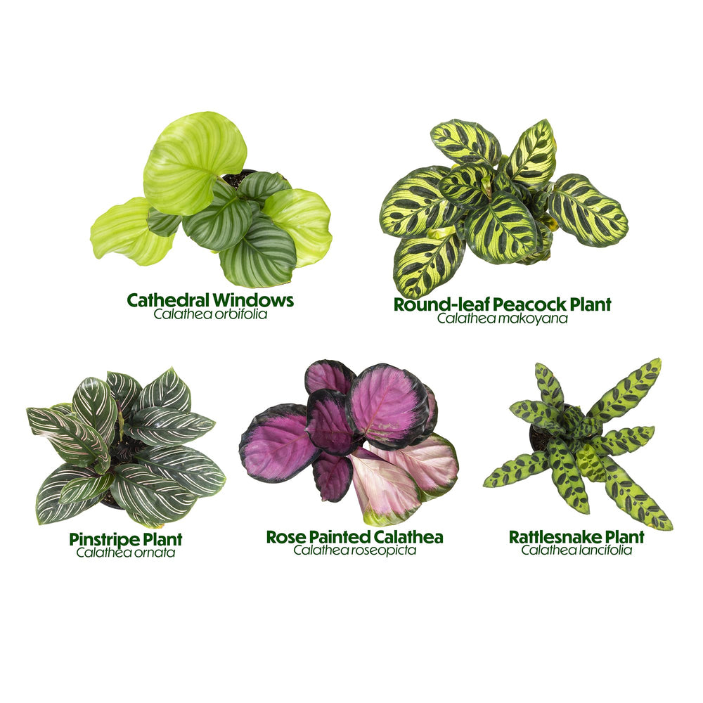Package dimensions of Calathea Plant 4-Pack