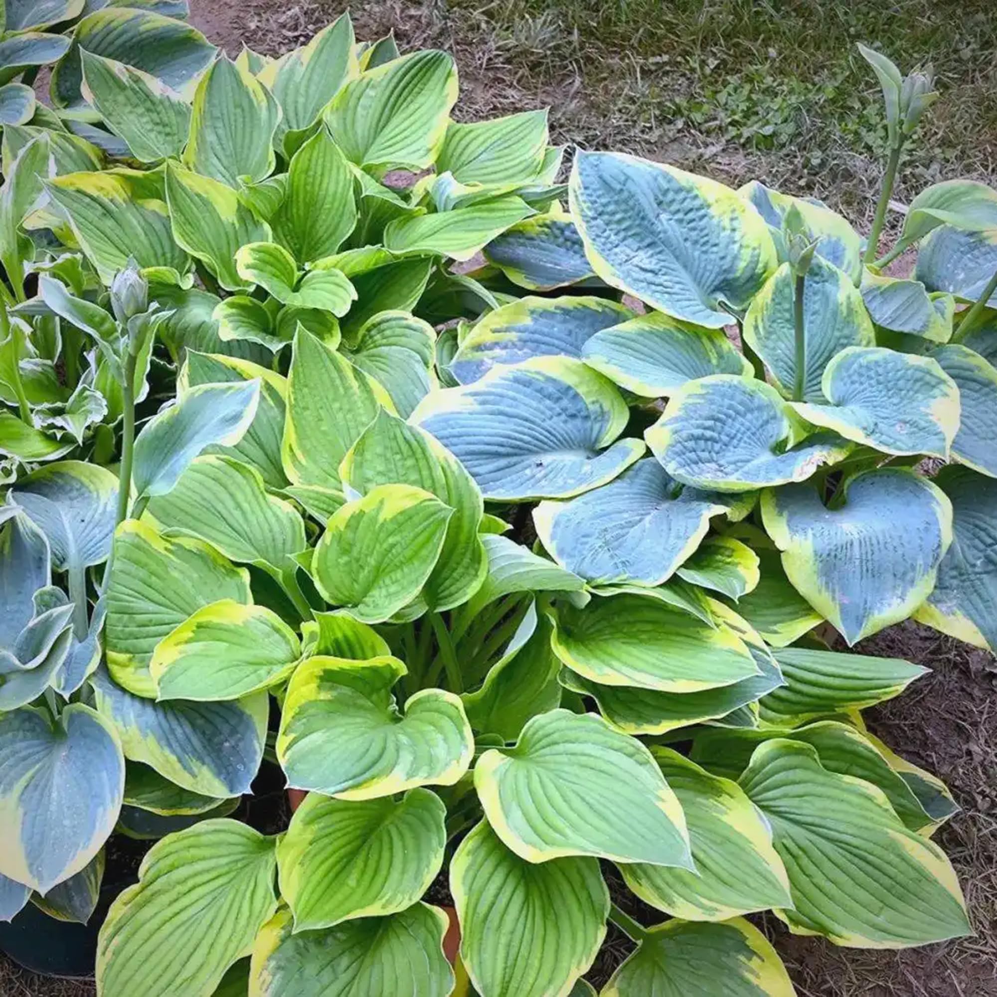 Package dimensions of Mixrug Hosta Seeds