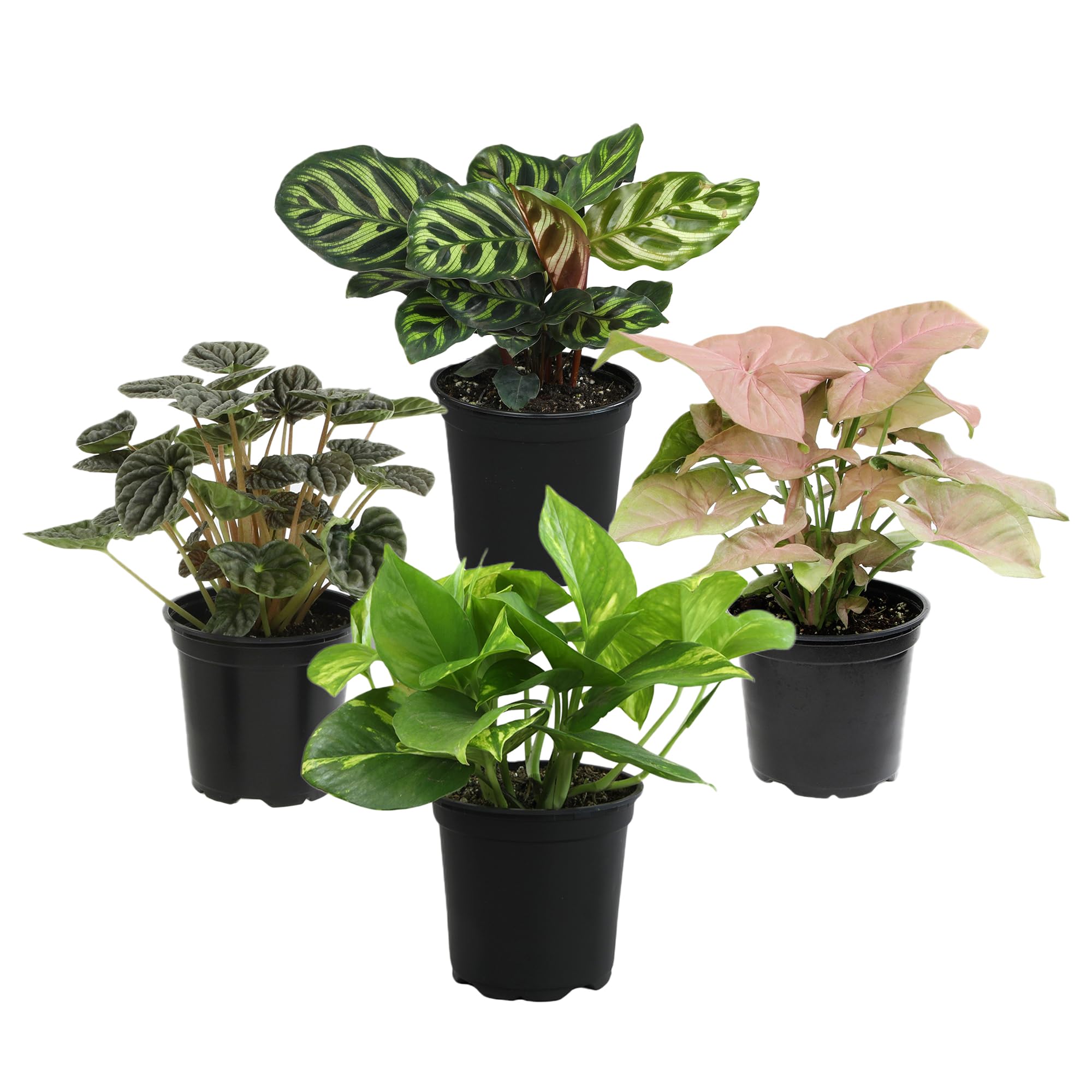 Package dimensions of the Essential Houseplant Collection showing its compact size