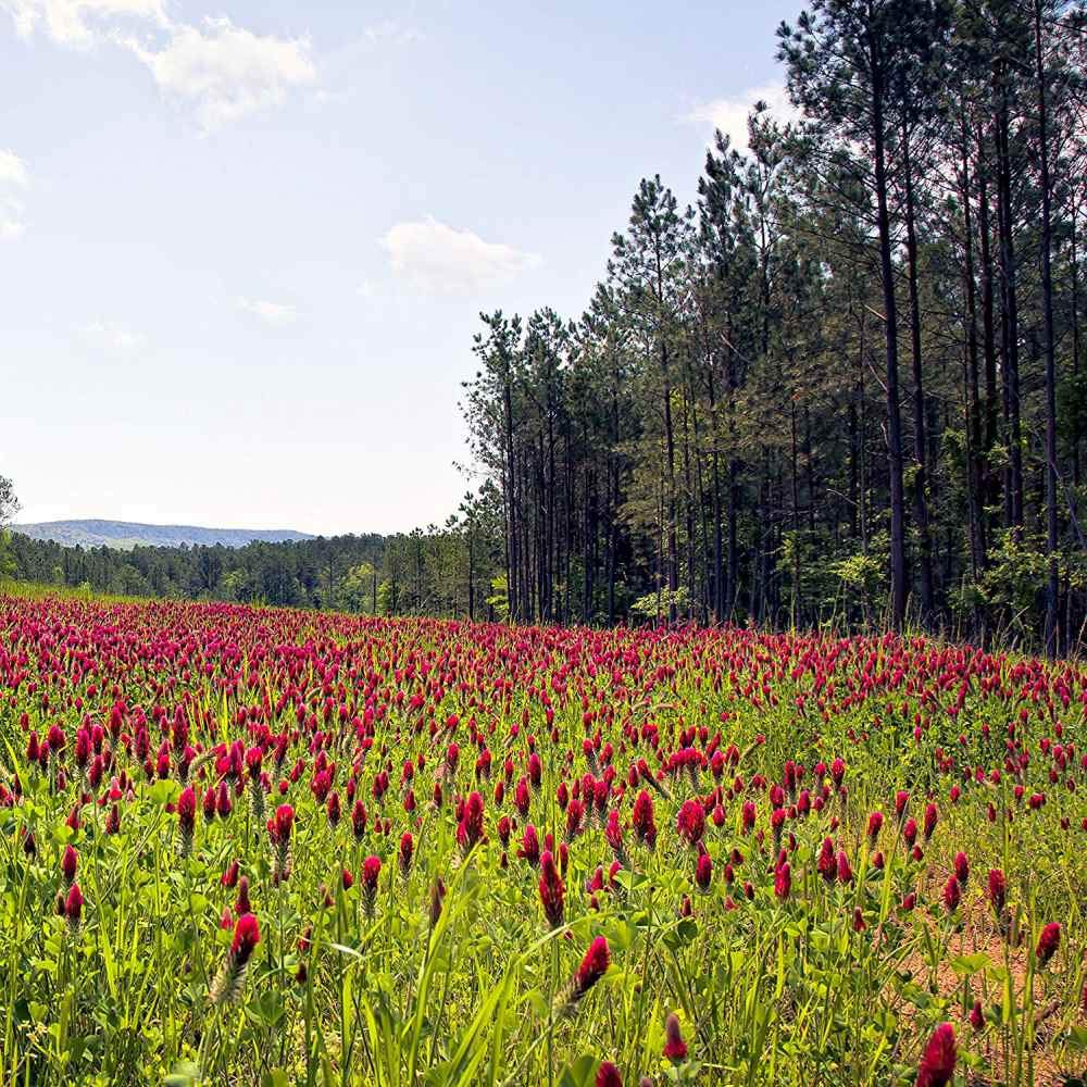 Packaging details of Outsidepride Crimson Clover Seeds