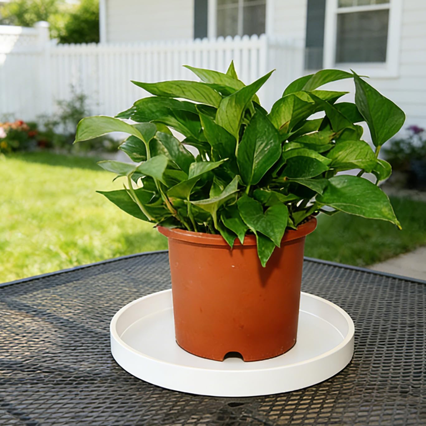 Packaging of Afrine 6 inch plant saucer set
