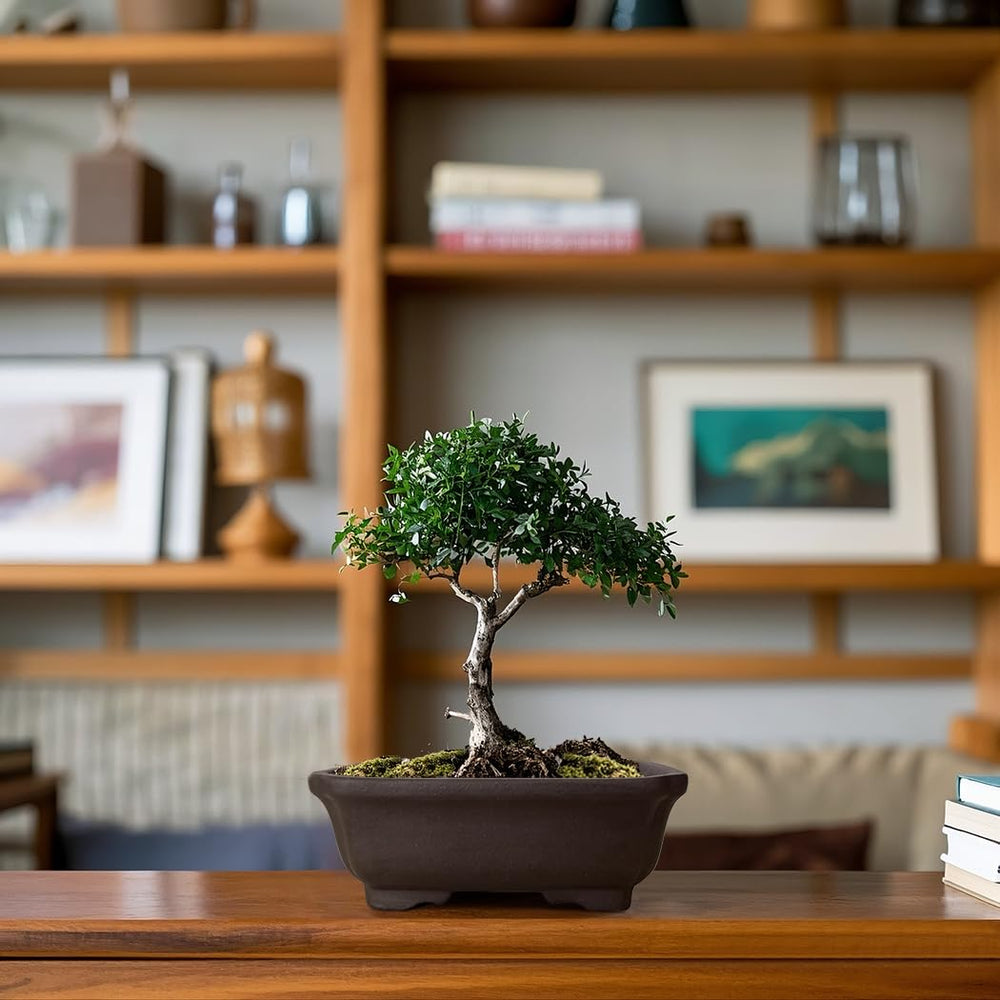 Packaging of MUZHI Zisha Bonsai Planter Pot with accessories