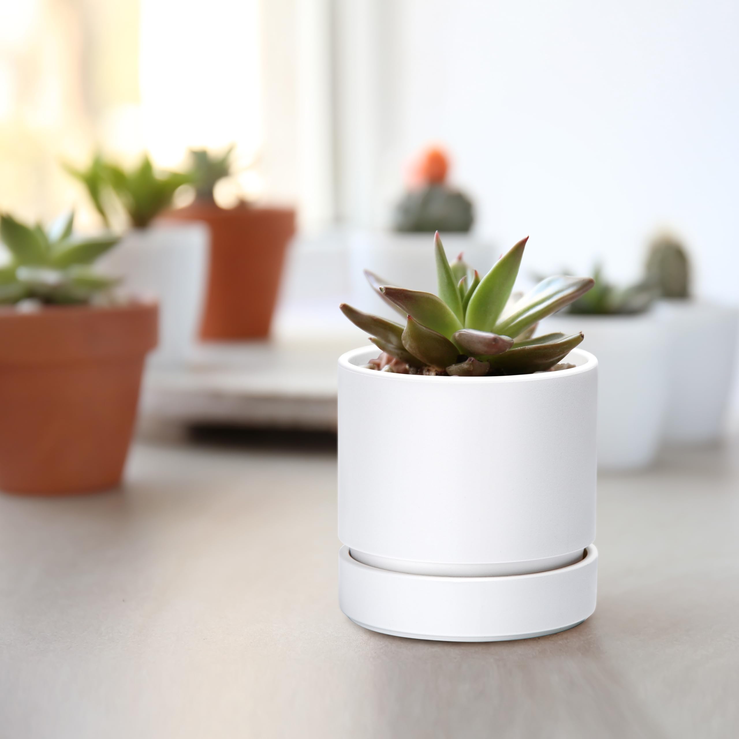 Packaging of Phoenix Vine 4 Inch Planter Pot