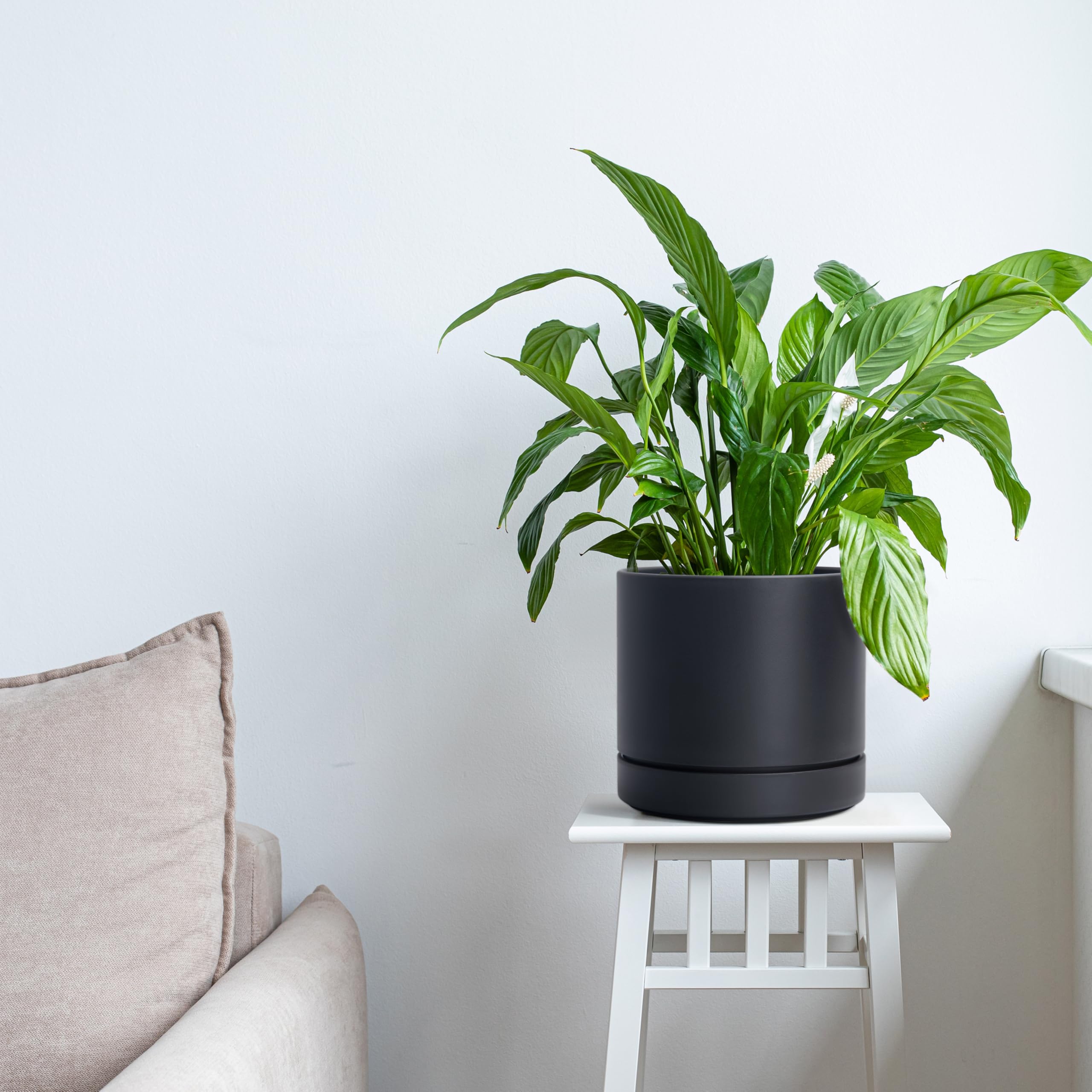 Packaging of Phoenix Vine 6 Inch Planter Pot