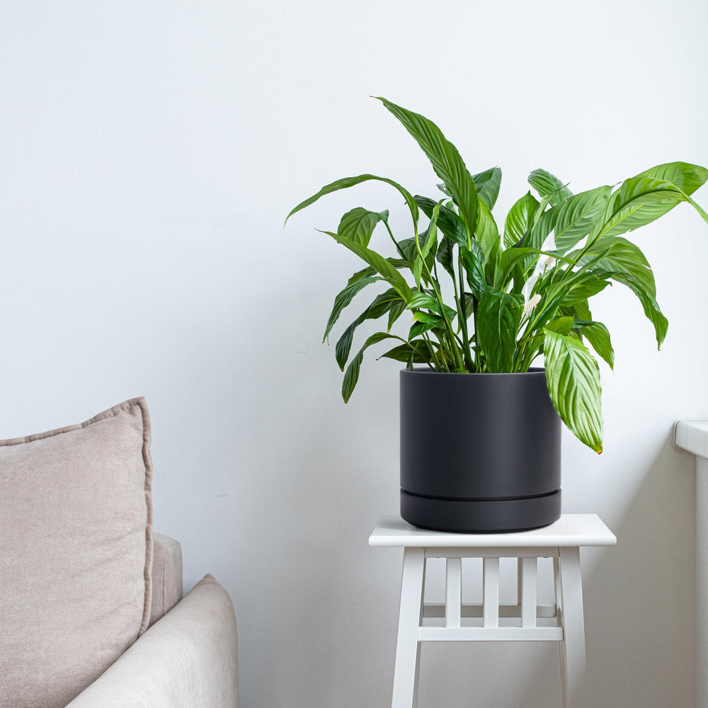 Packaging of Phoenix Vine 6 Inch Planter Pot