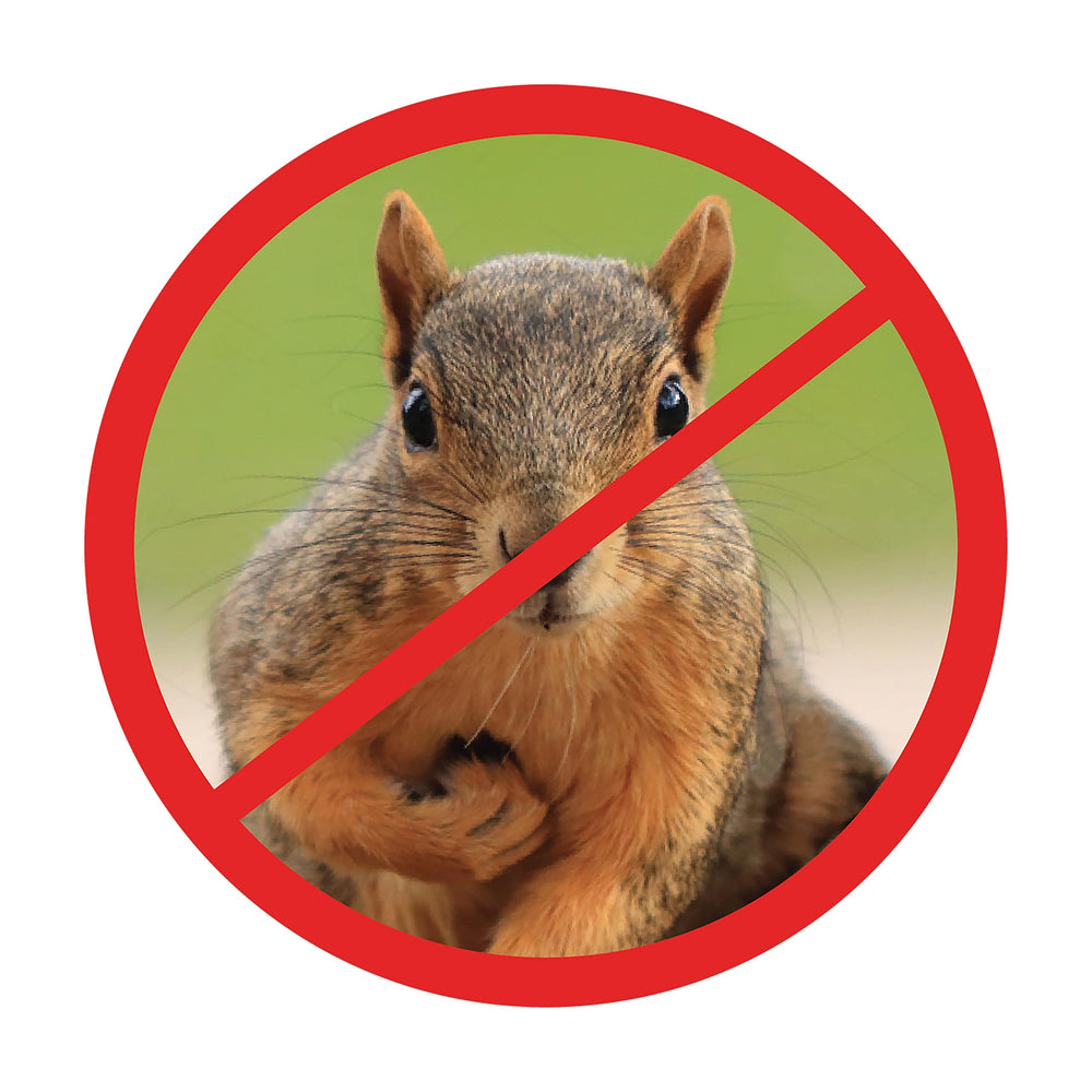 Packaging of Slinky Scram, Squirrel with product details