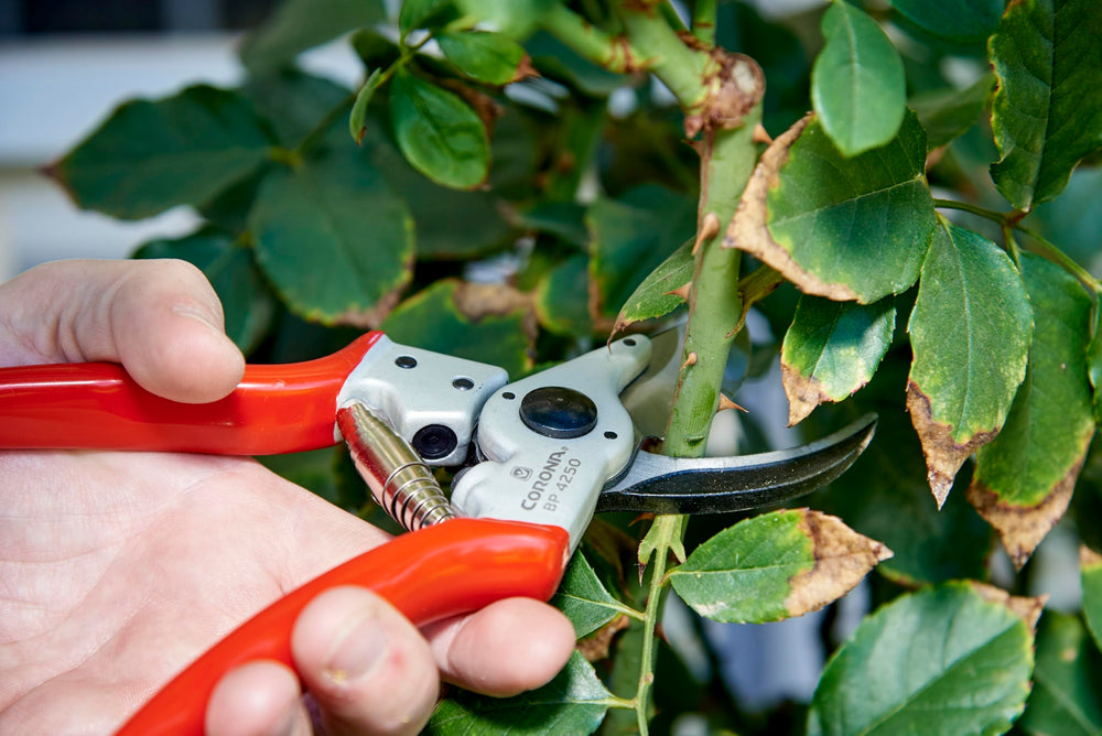 Packaging of the Corona BP 4250 Bypass Pruner