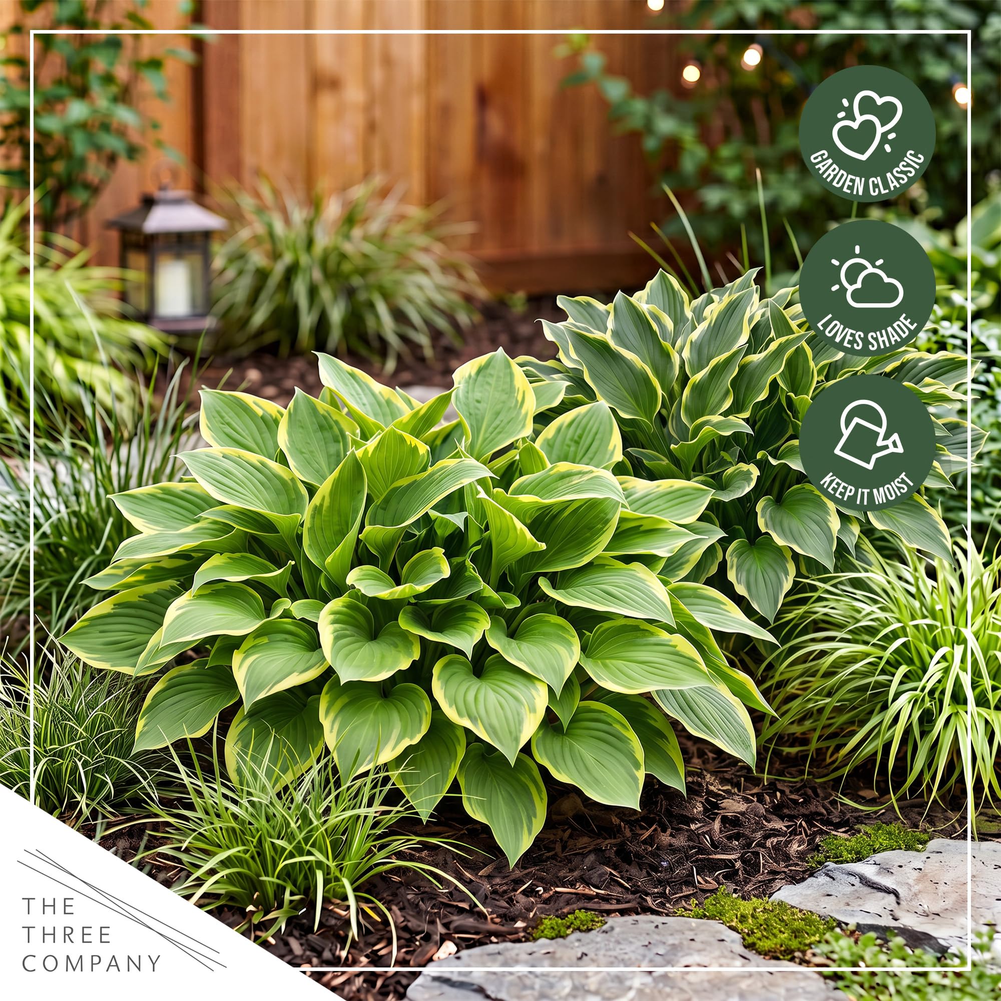 Packaging of The Three Company Hosta plants ready for shipping