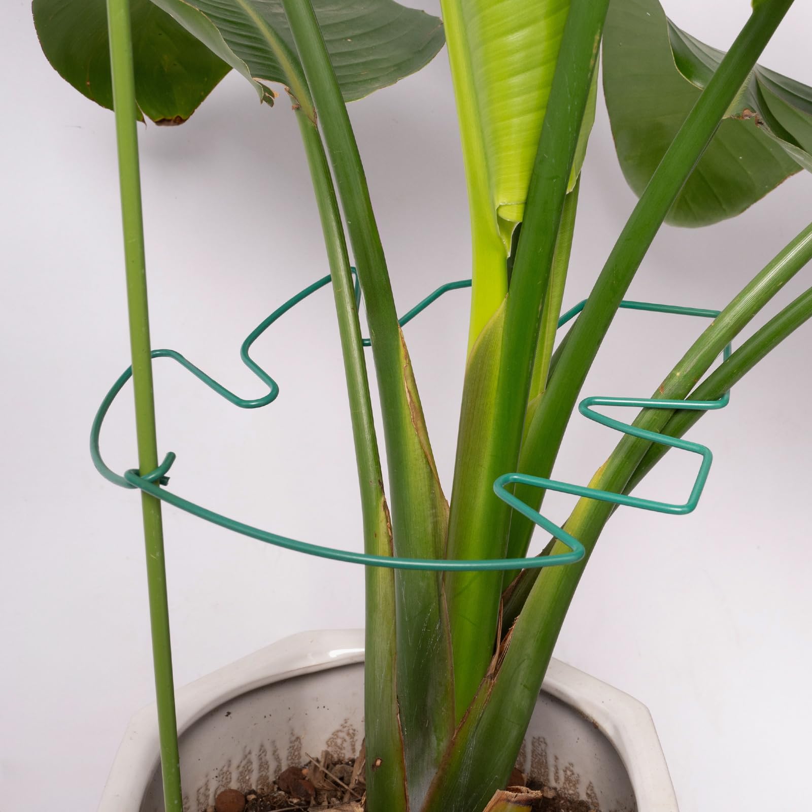 Packaging of Yohsnor Monstera plant support stem set