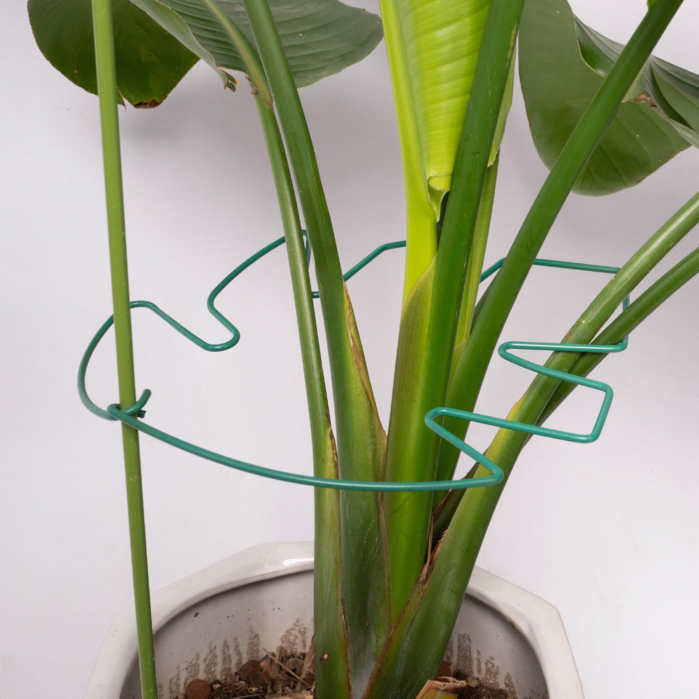 Packaging of Yohsnor Monstera plant support stem set