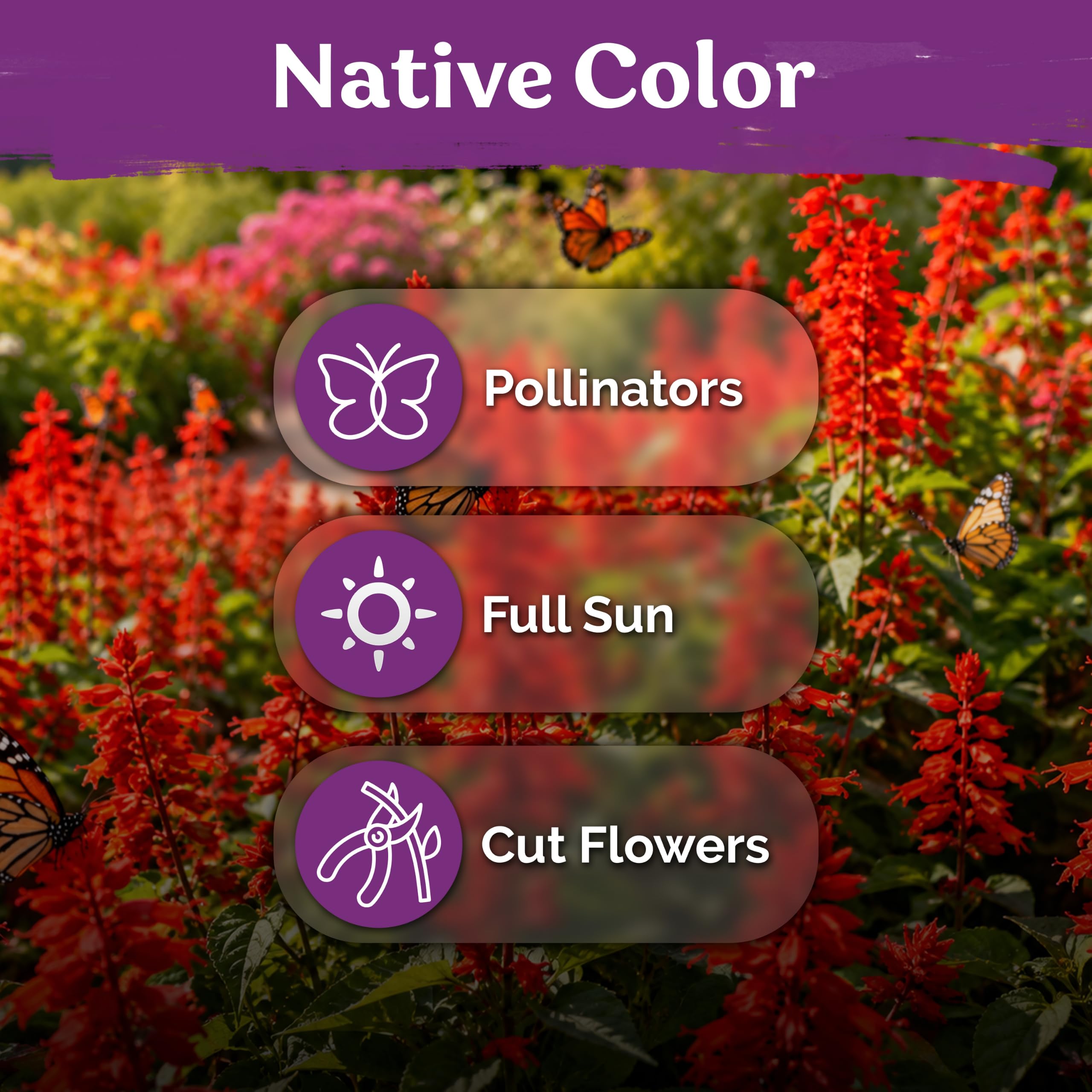 Packet of KVITER Scarlet Sage seeds with planting instructions