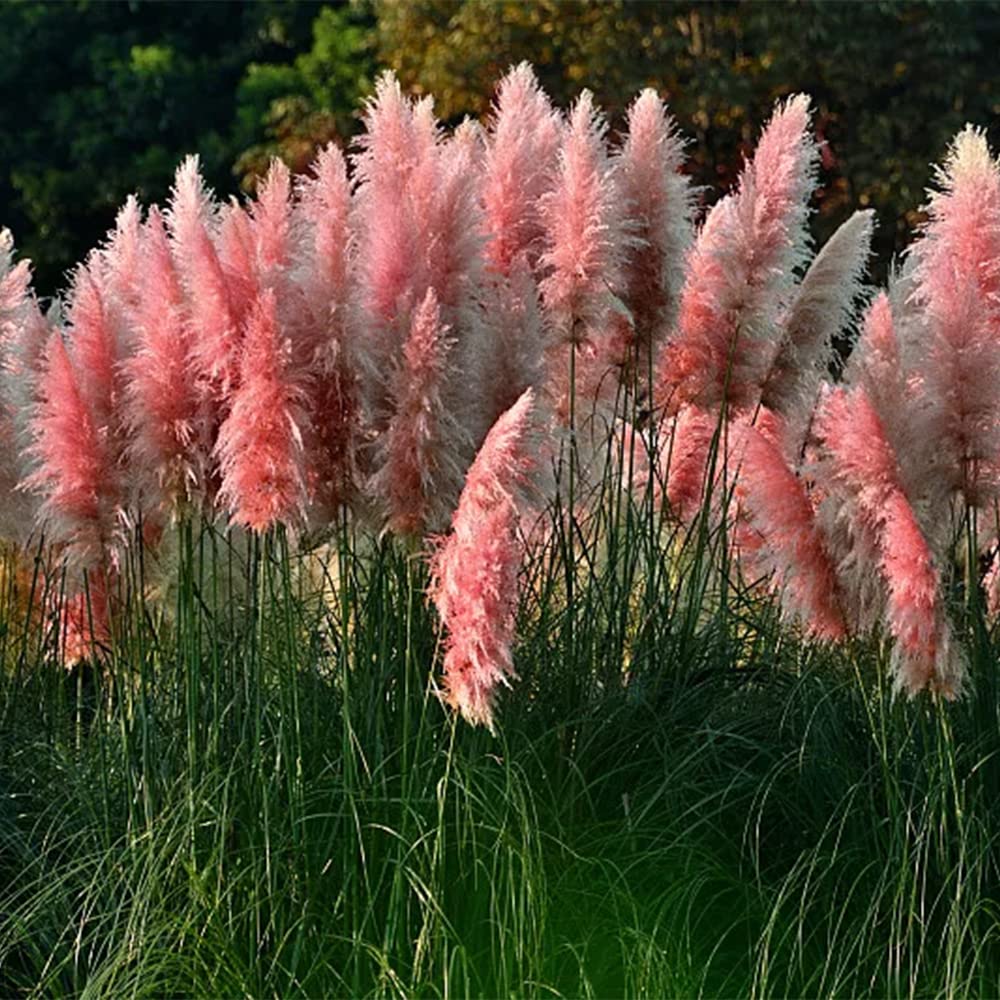 Pampas Grass decorative arrangement in landscape