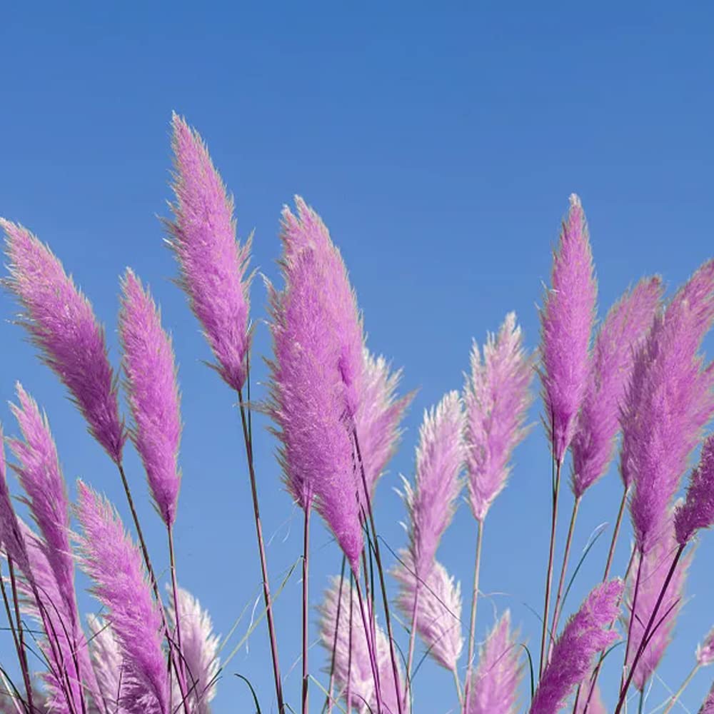 Pampas Grass varieties in a sunny garden
