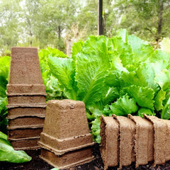 Park Seed CowPots arranged in trays for planting