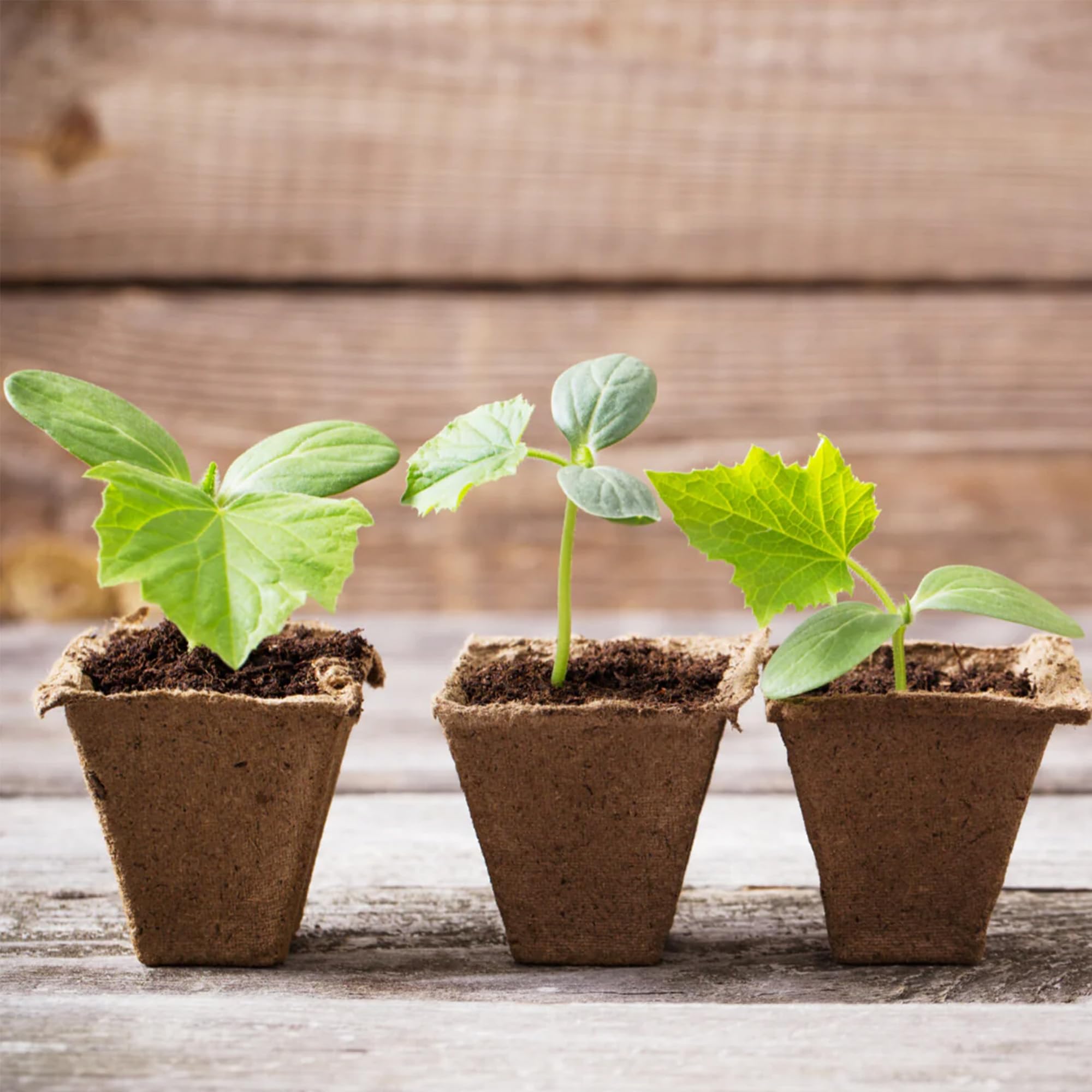 Park Seed CowPots in a garden setting with seedlings