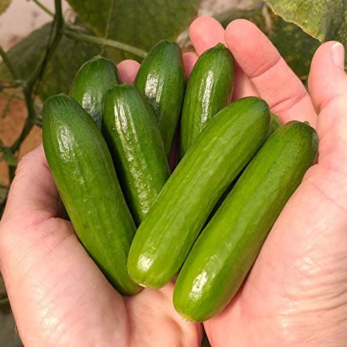 Park Seed Mini-Me F1 Organic Cucumber Seeds Pack of 10