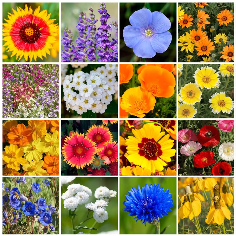 Park Seed Wildflower Garden Mixture 1 lb packaging front view