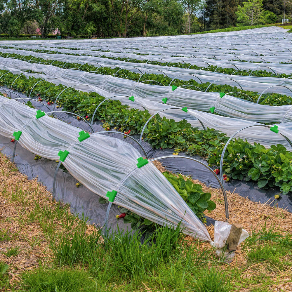 Patelai greenhouse clamps in use securing a frost blanket