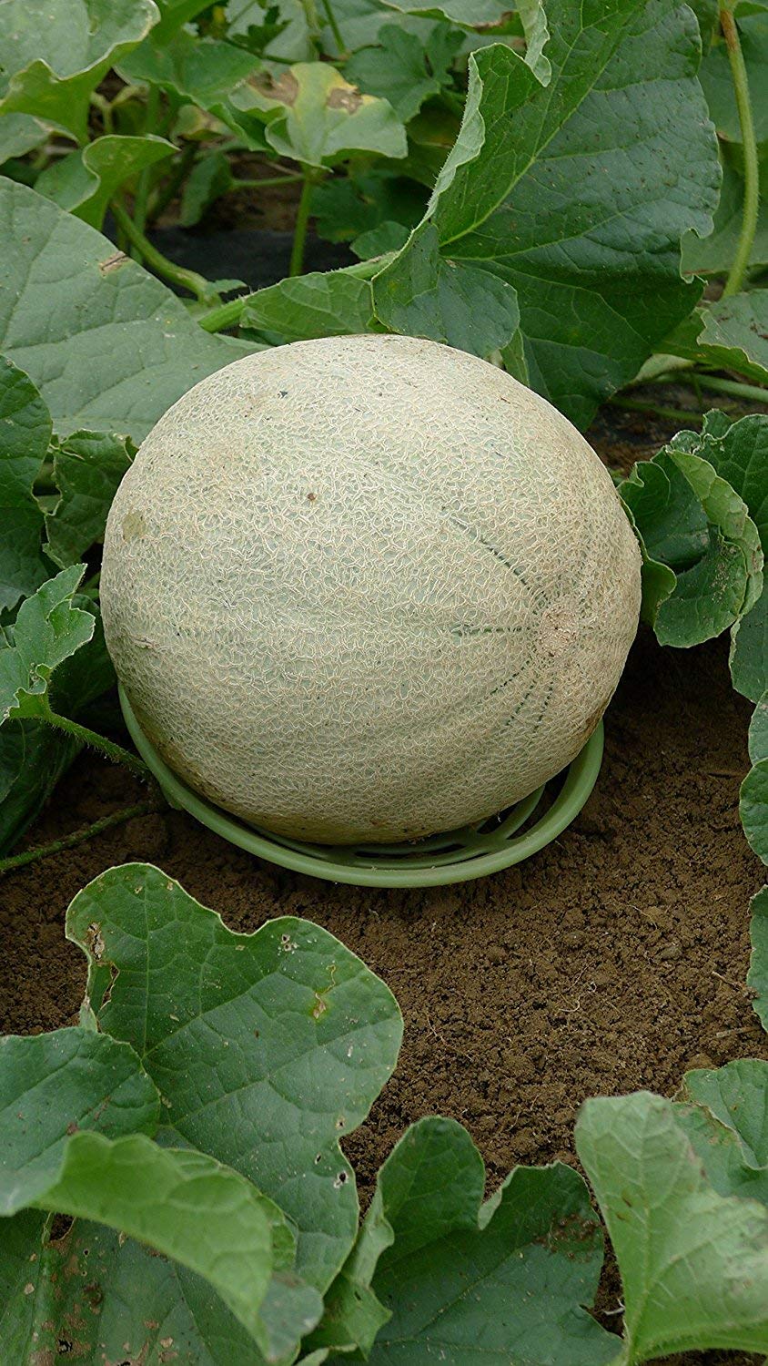 Patio Eden Melon Cradle in garden setting