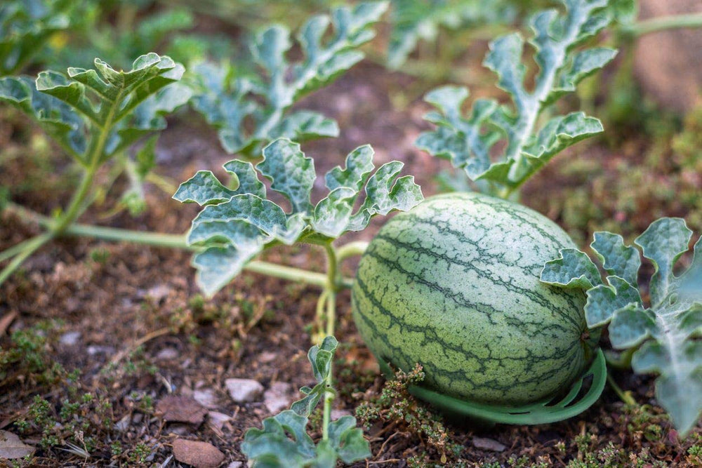 Patio Eden Melon Cradle showing a watermelon supported