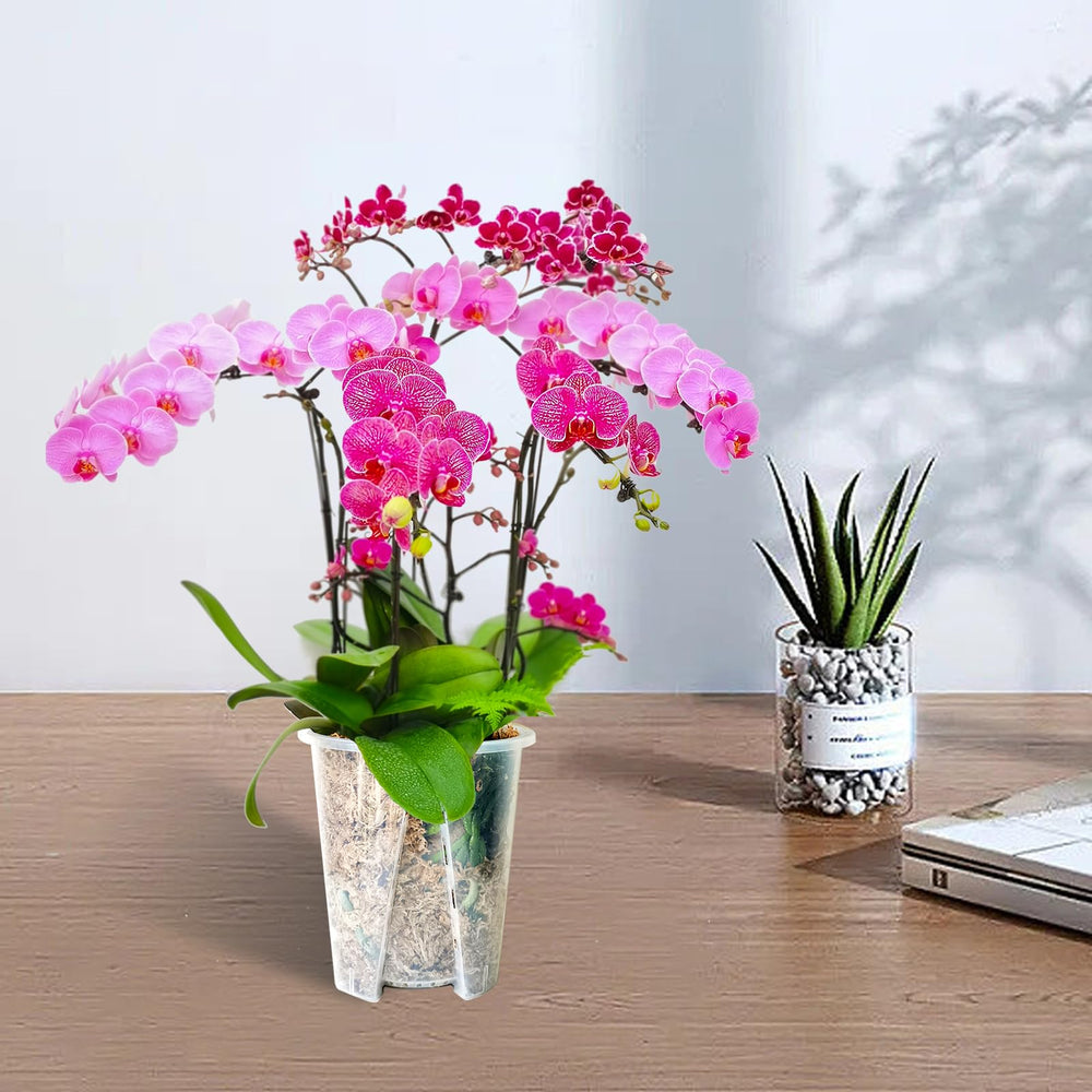 pavtner orchid pots displayed with blooming orchids