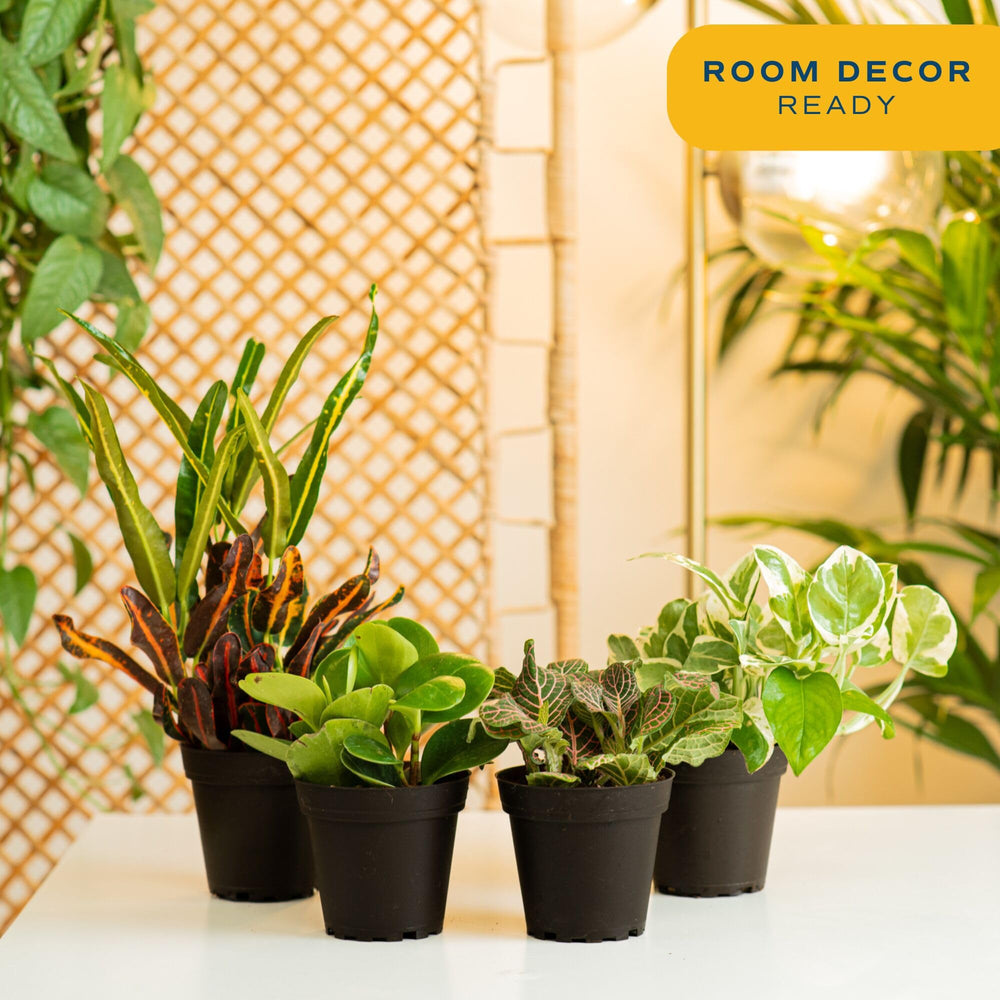 Peace Lily plant from Costa Farms Indoor Houseplant Pack