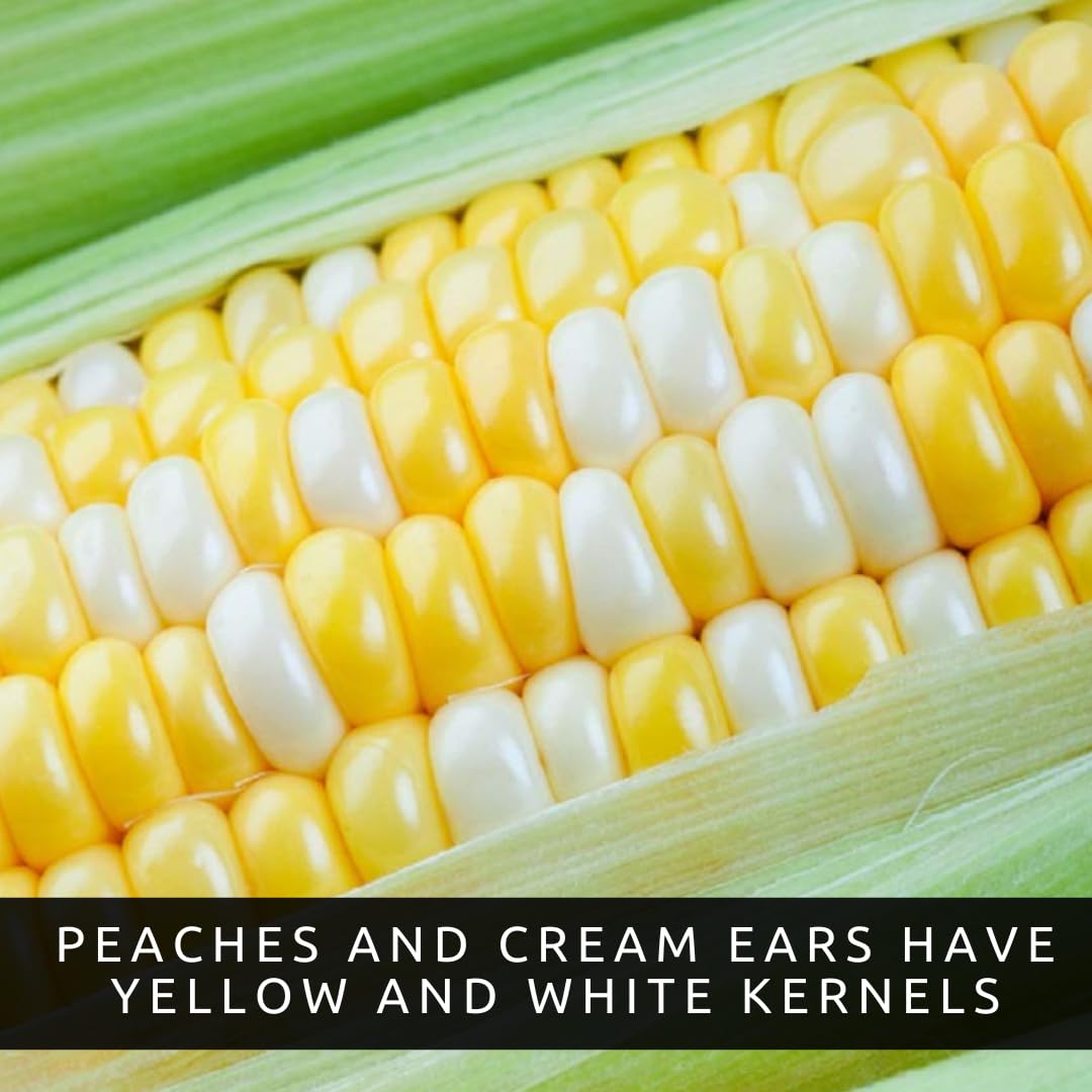 Peaches and Cream corn growing tutorial video screenshot