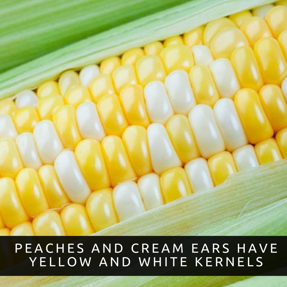 Peaches and Cream corn growing tutorial video screenshot