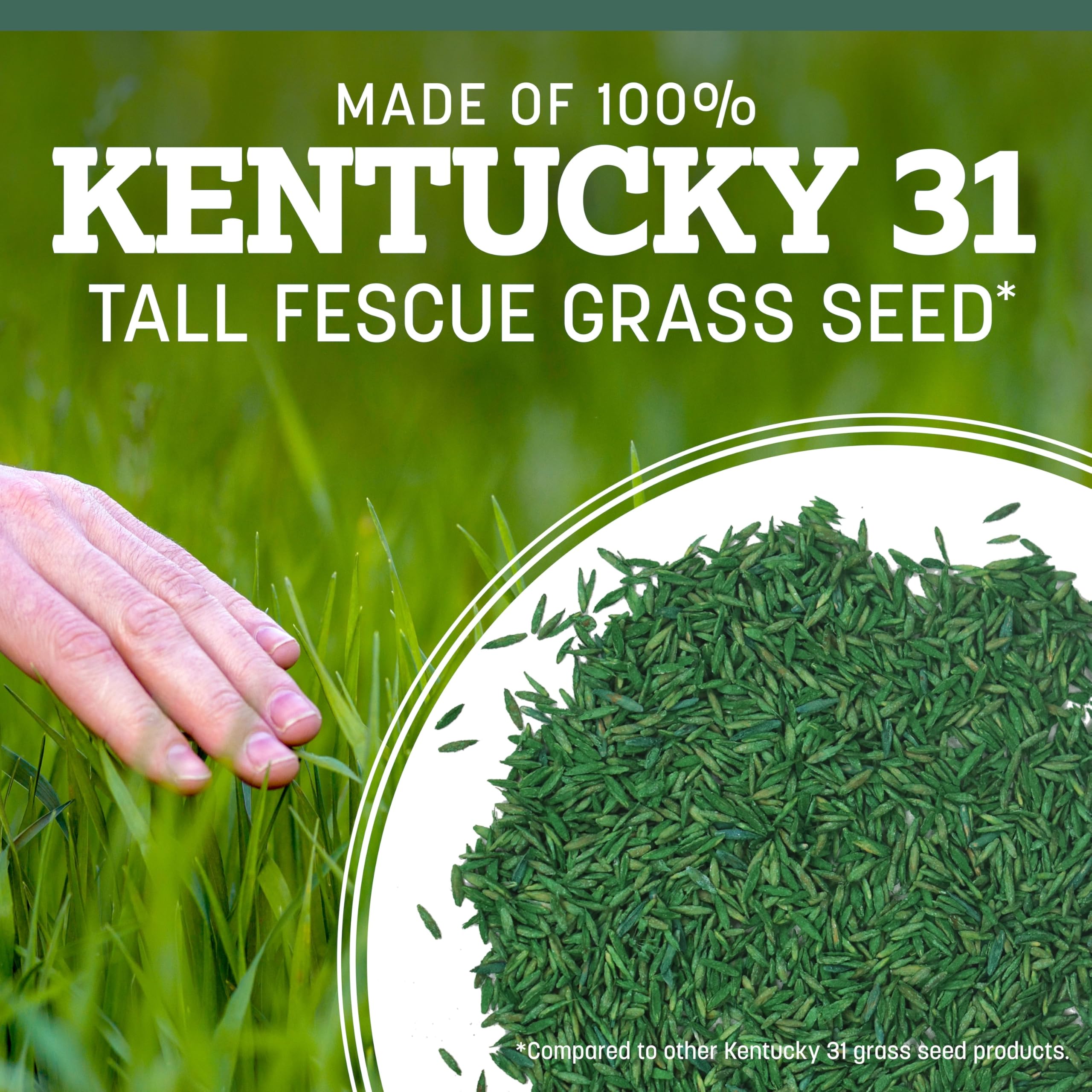 Pennington Kentucky 31 Tall Fescue Grass Seed spread on soil