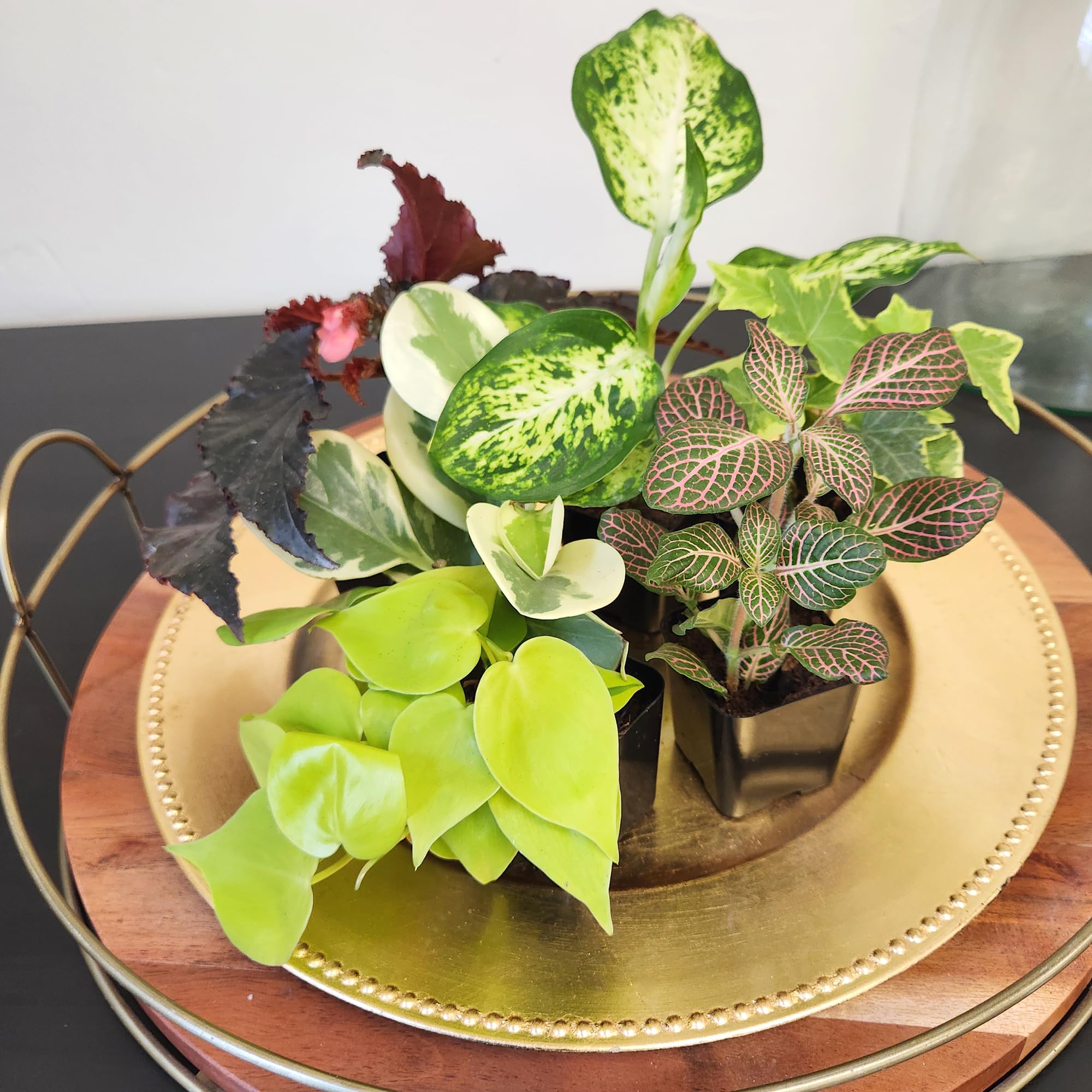 Peperomia plant displayed in a ceramic pot from Plants for Pets