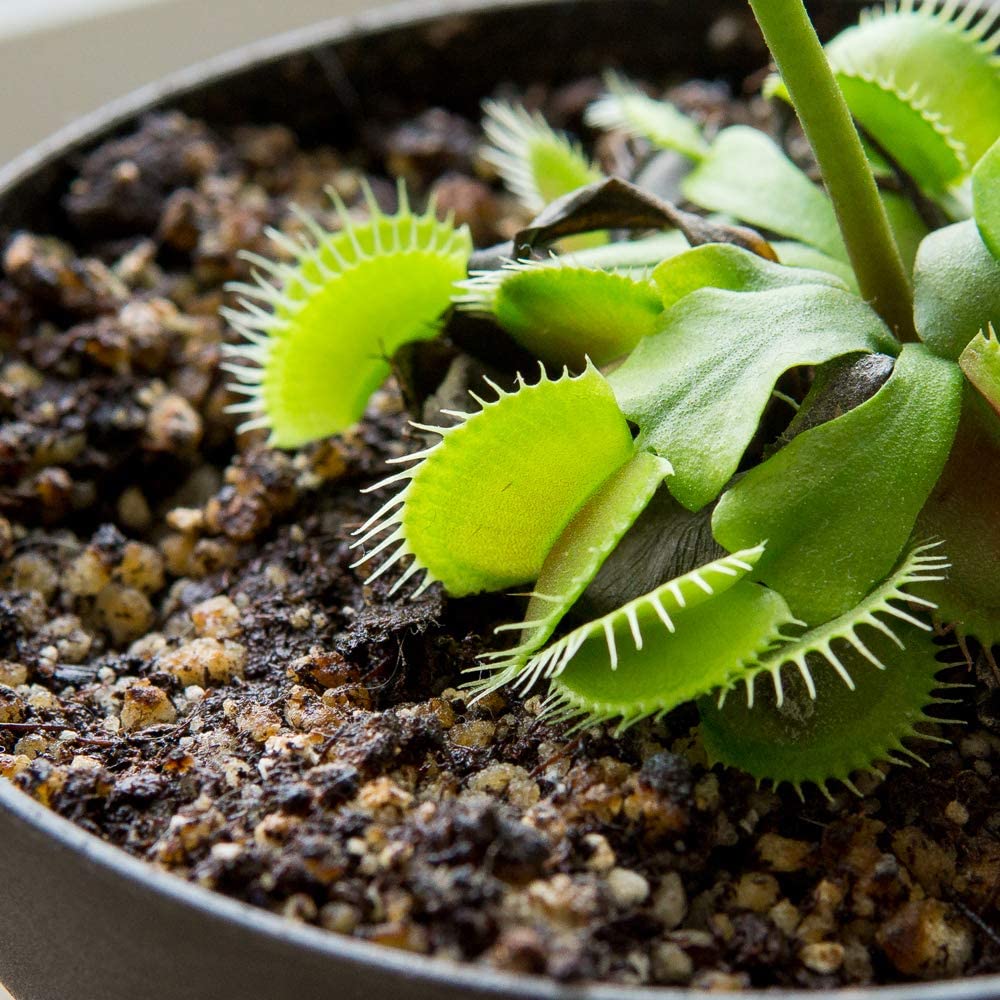 Perfect Plants Carnivorous Plant Soil with plants thriving