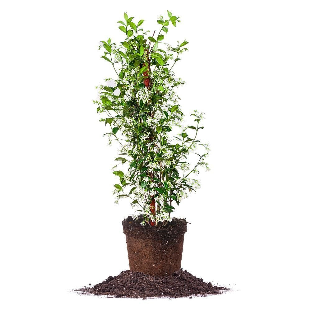 PERFECT PLANTS Confederate Jasmine live plant in a 3-gallon pot