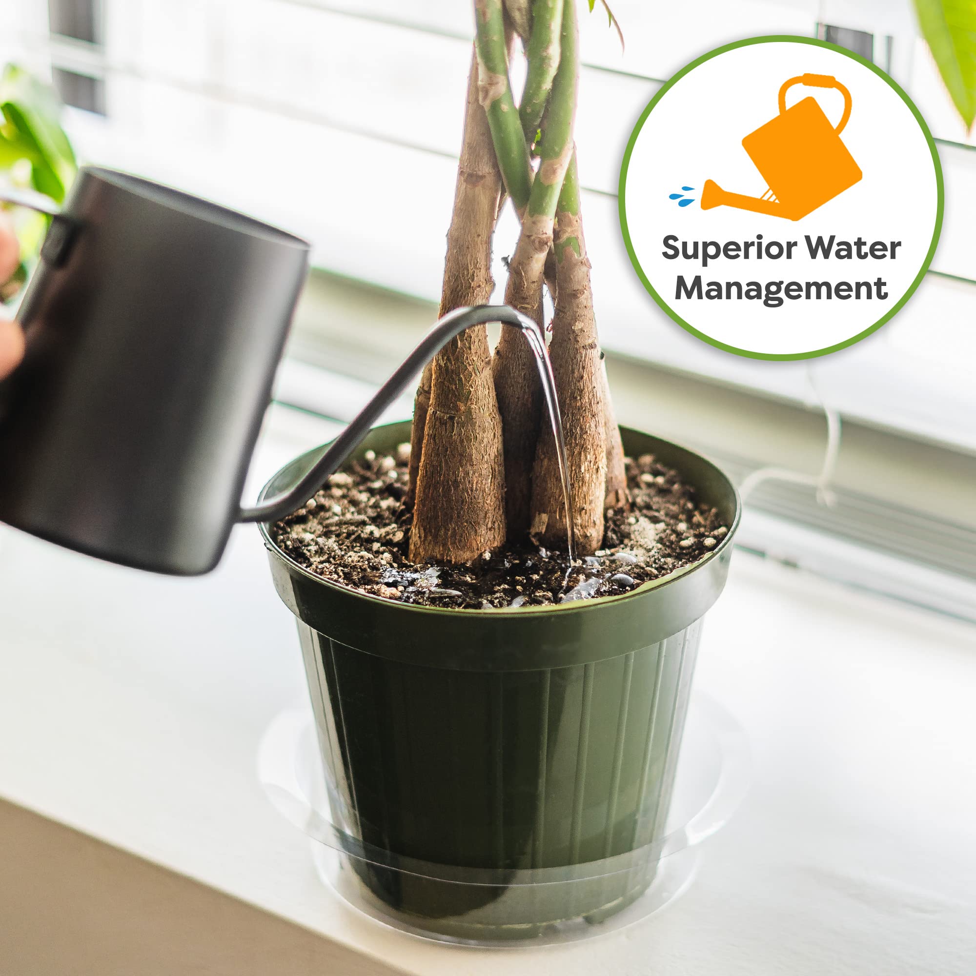 Perfect Plants Money Tree Potting Soil in a garden setting
