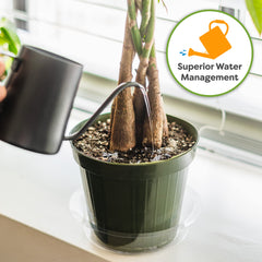 Perfect Plants Money Tree Potting Soil in a garden setting