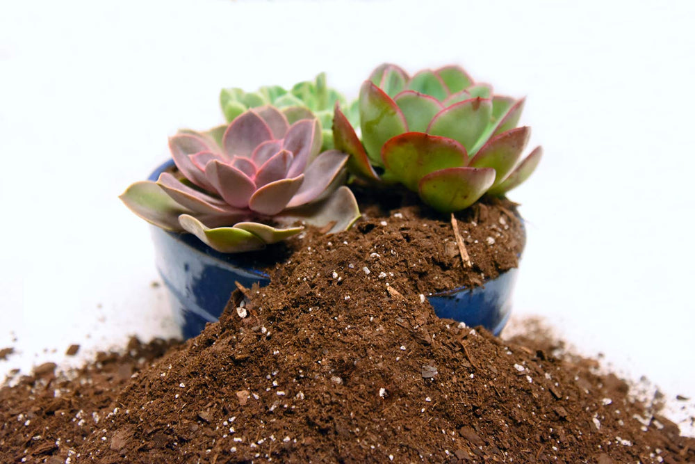 PERFECT PLANTS Succulent Soil Mix in a garden setting