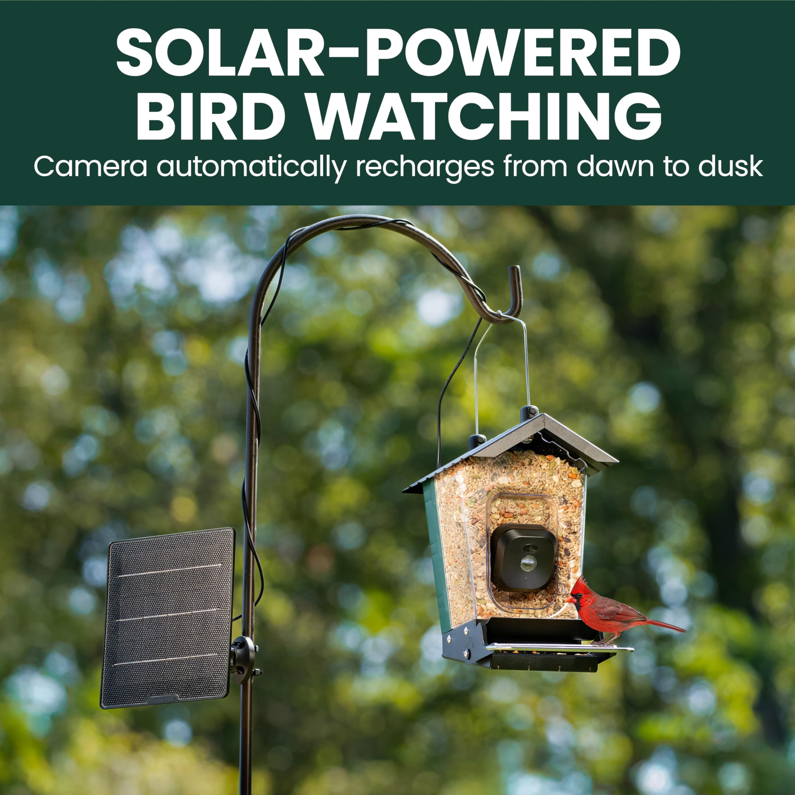 Perky-Pet bird feeder with camera capturing birds in action