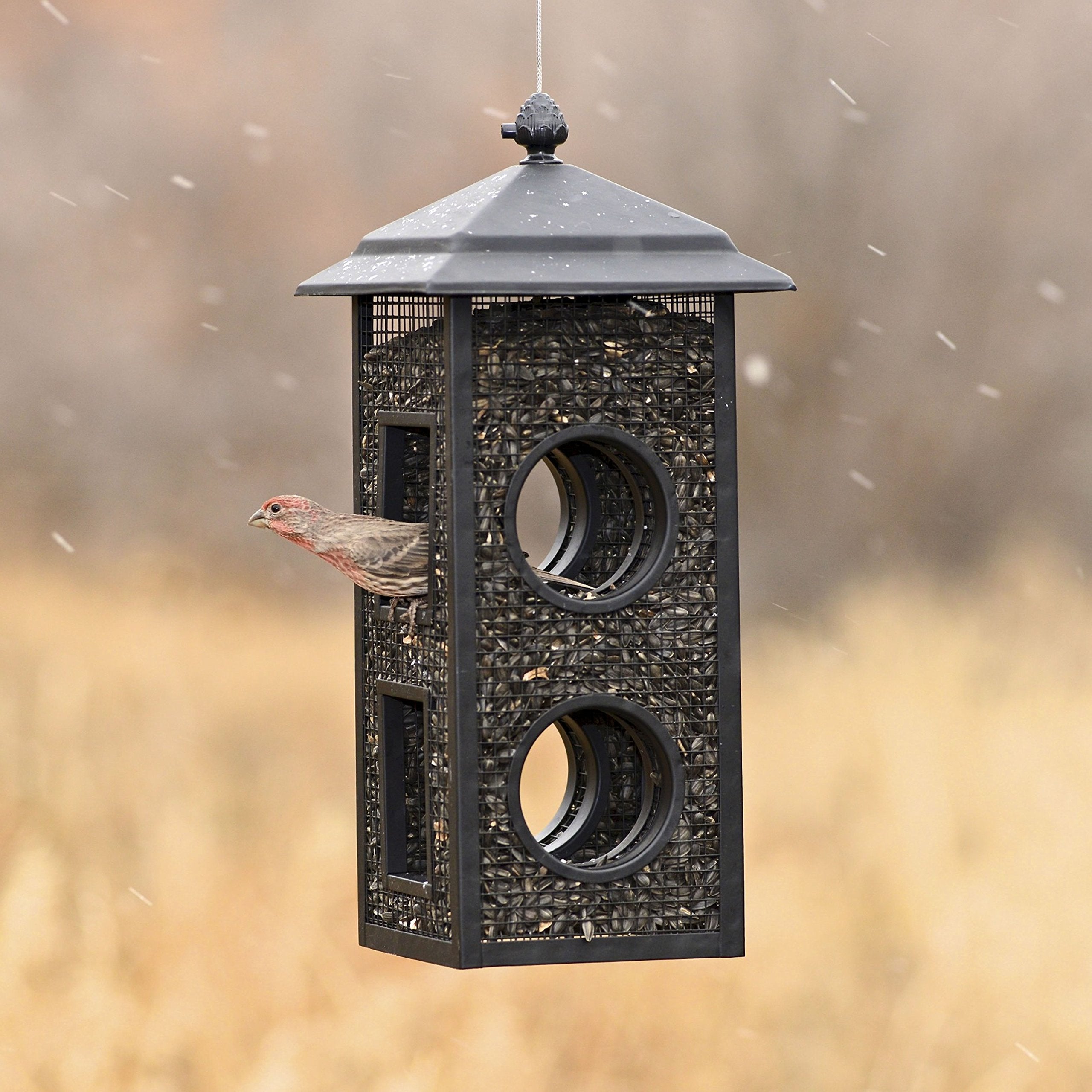 Perky-Pet Fly-Thru Bird Feeder with birds feeding