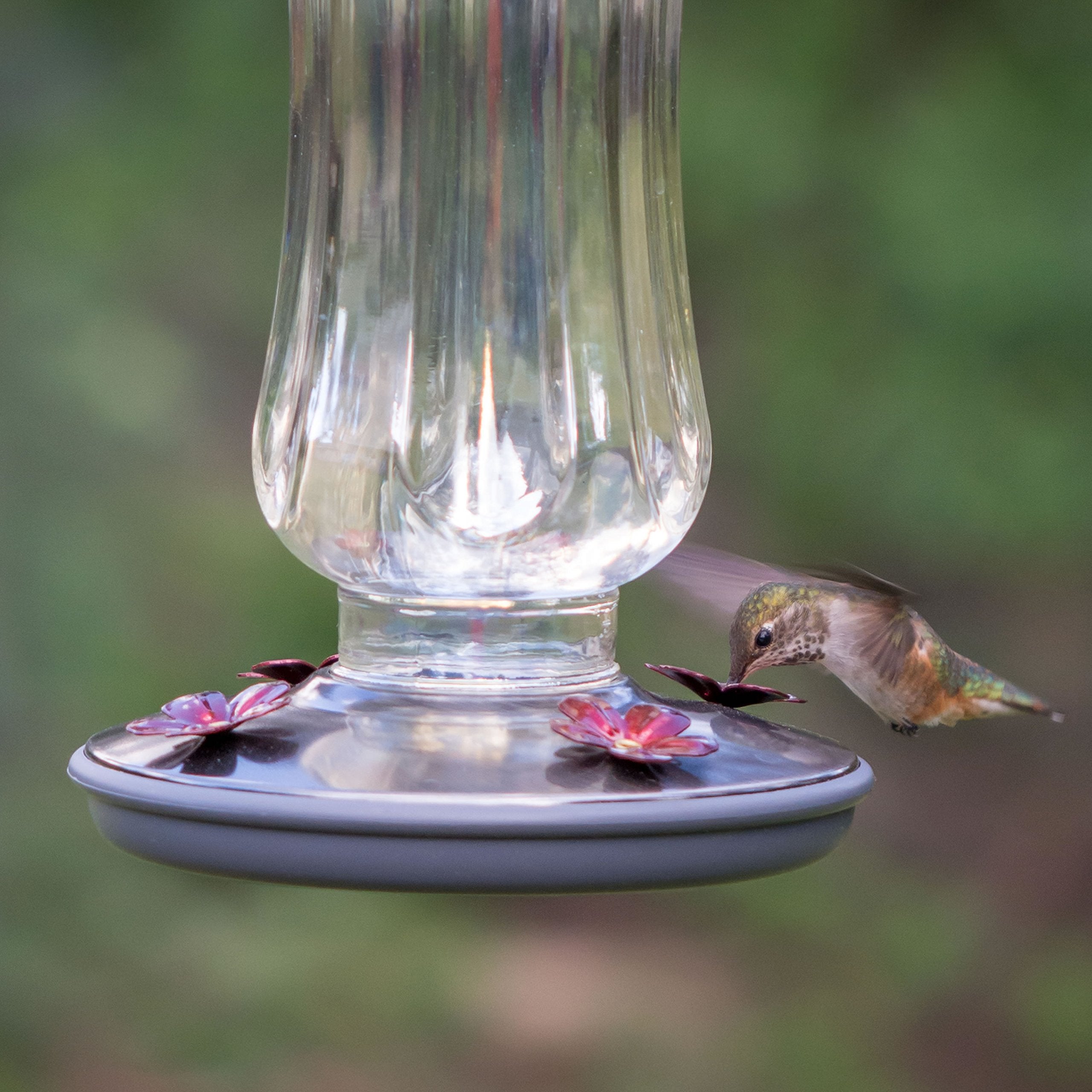 Perky-Pet Starglow feeder showing wide mouth design for easy filling